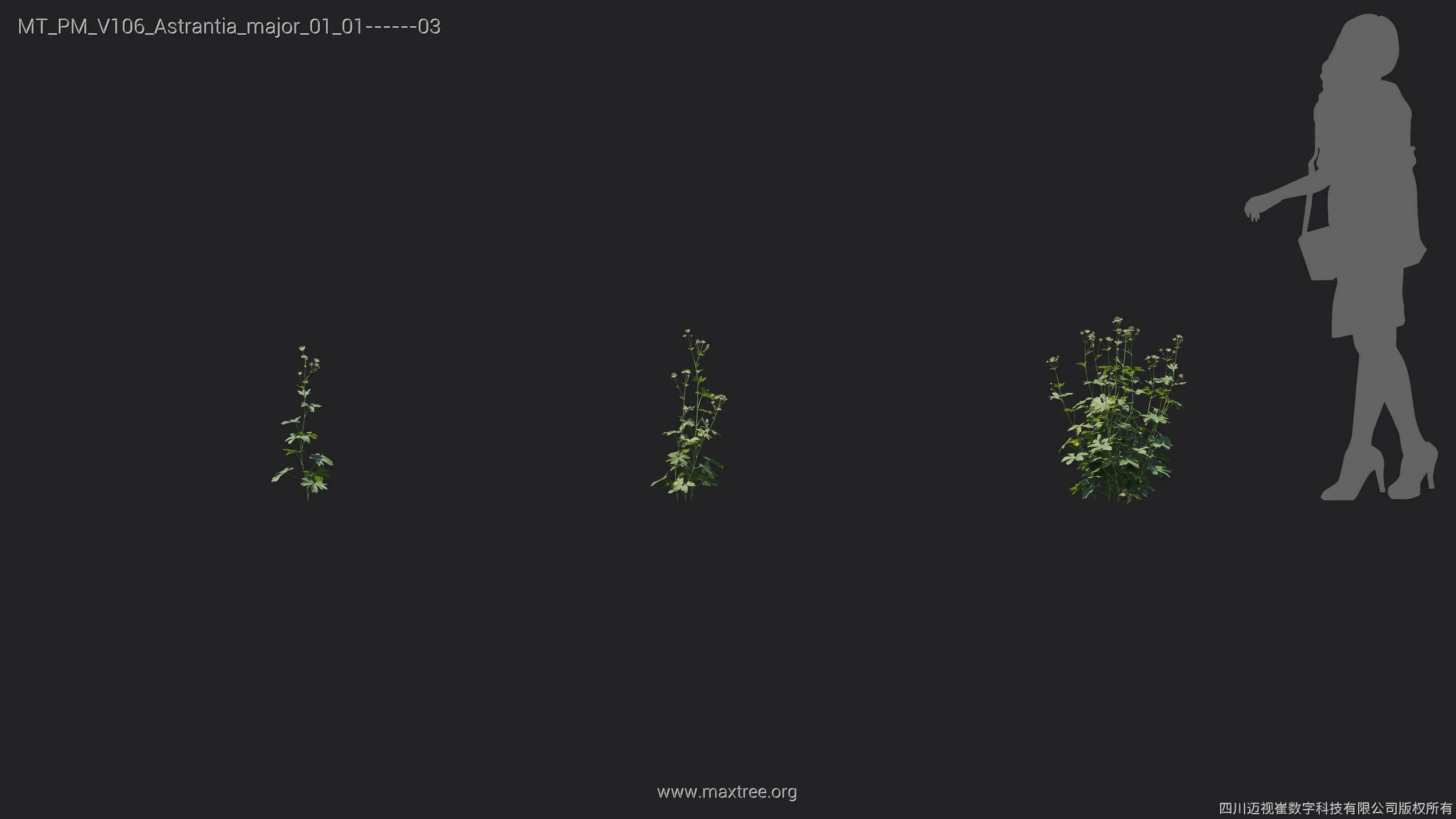 Maxtree Plant Models Vol 106 - Mesh 3D model_7