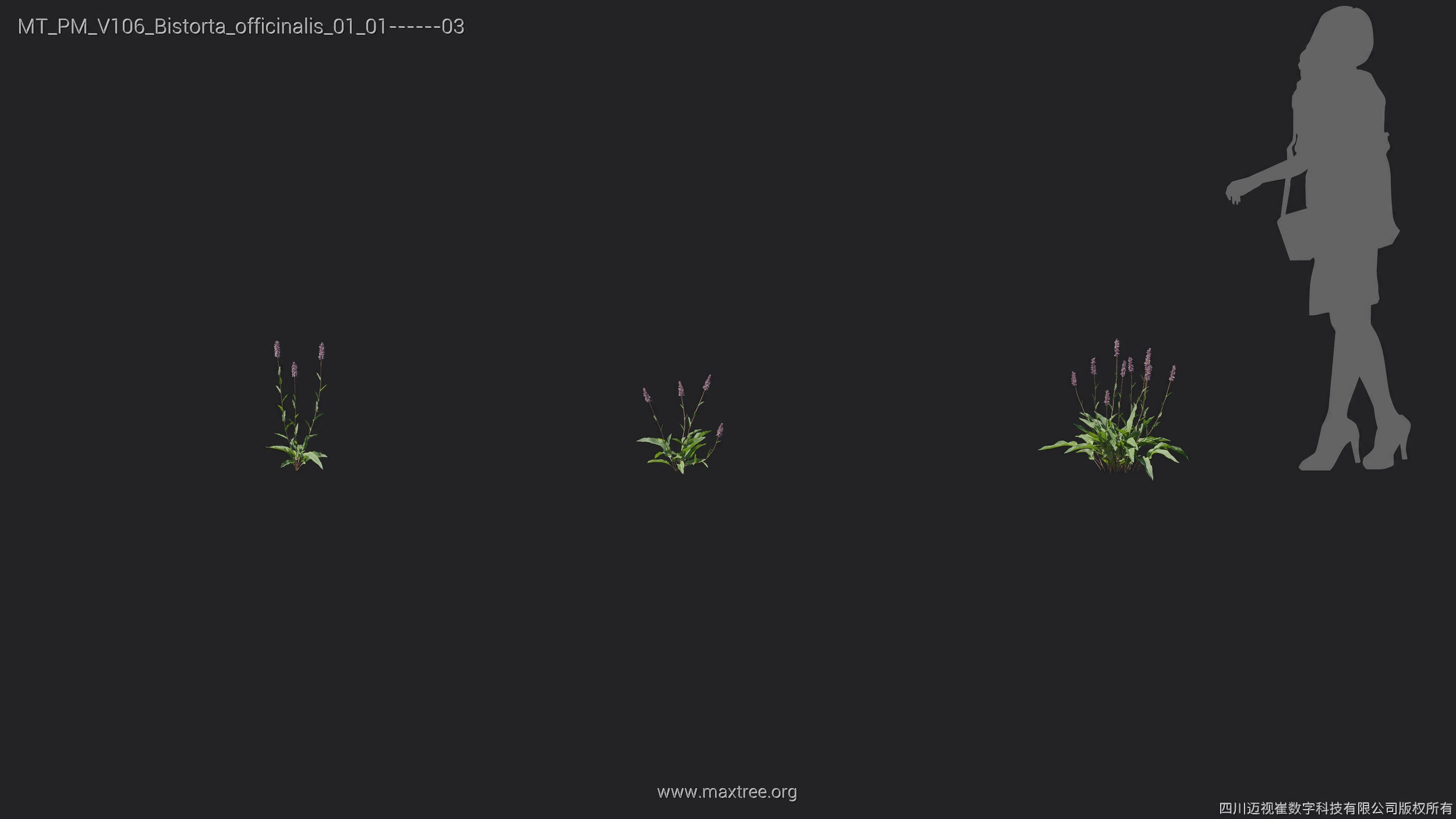 Maxtree Plant Models Vol 106 - Mesh 3D model_9
