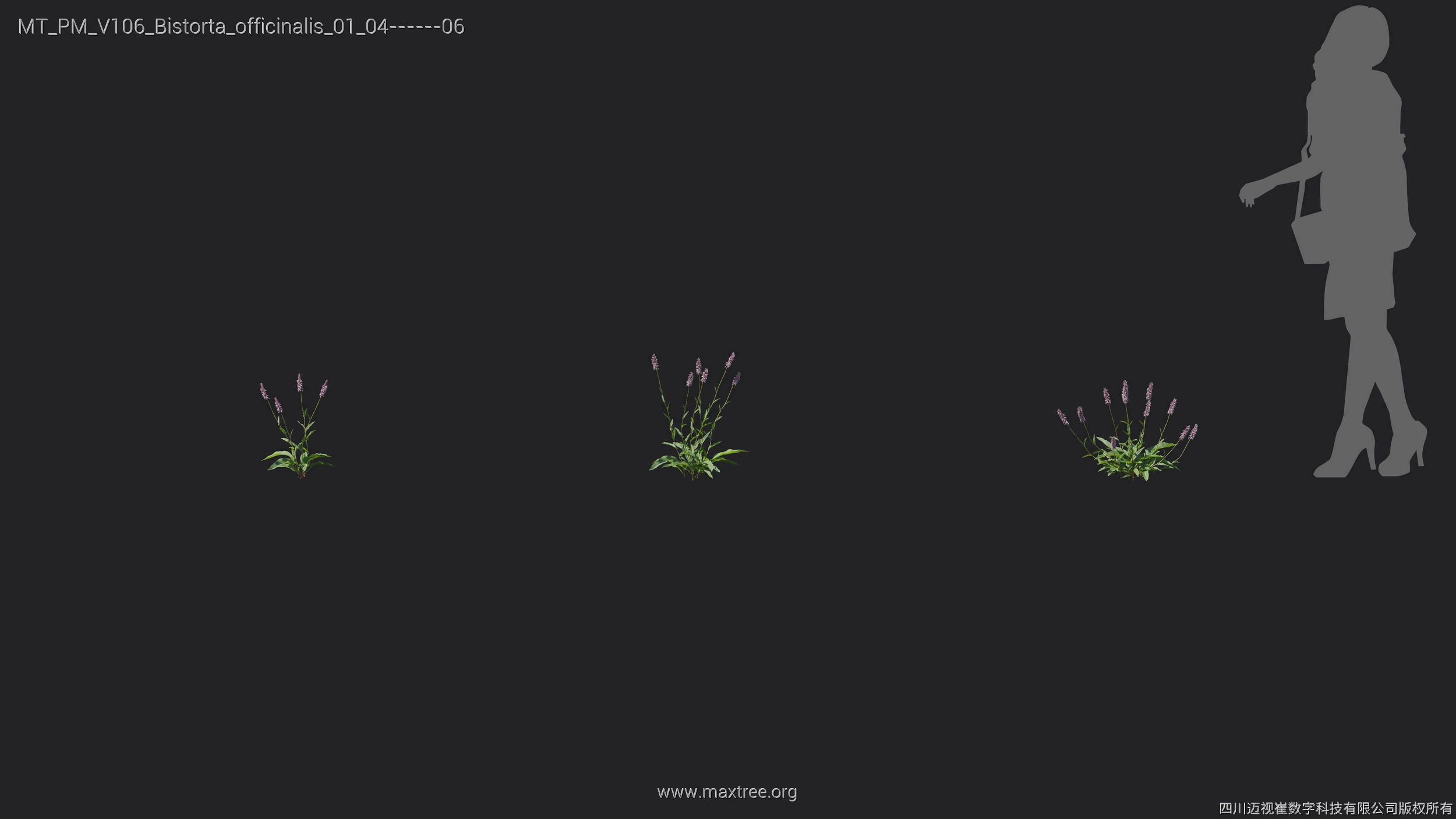 Maxtree Plant Models Vol 106 - Mesh 3D model_10