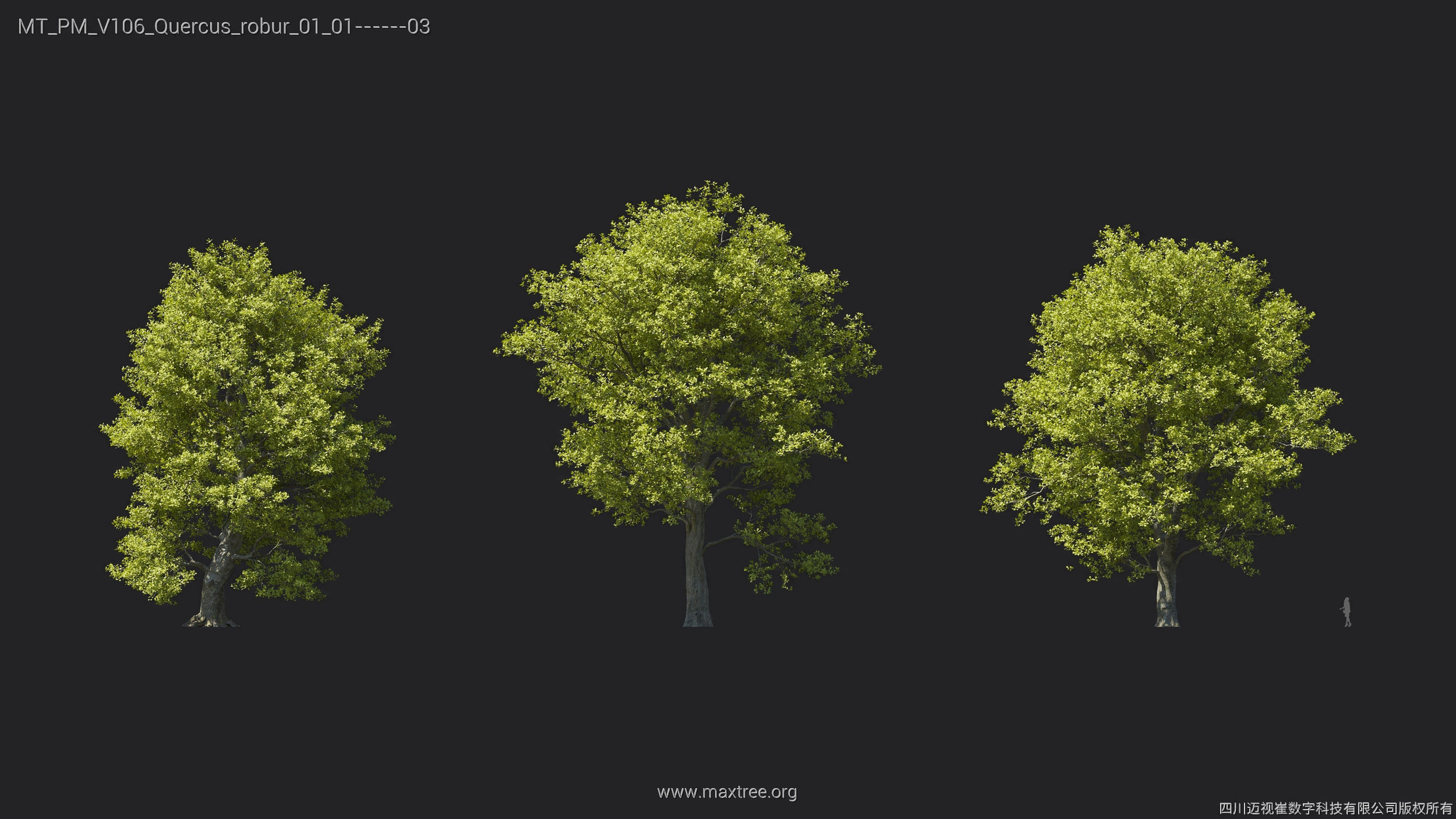 Maxtree Plant Models Vol 106 - Mesh 3D model_27