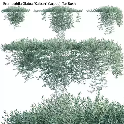 Eremophila Glabra Kalbarri Carpet - Tar Bush 03