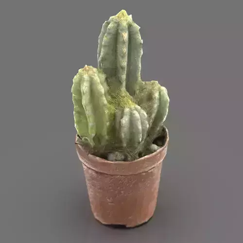 Cactus