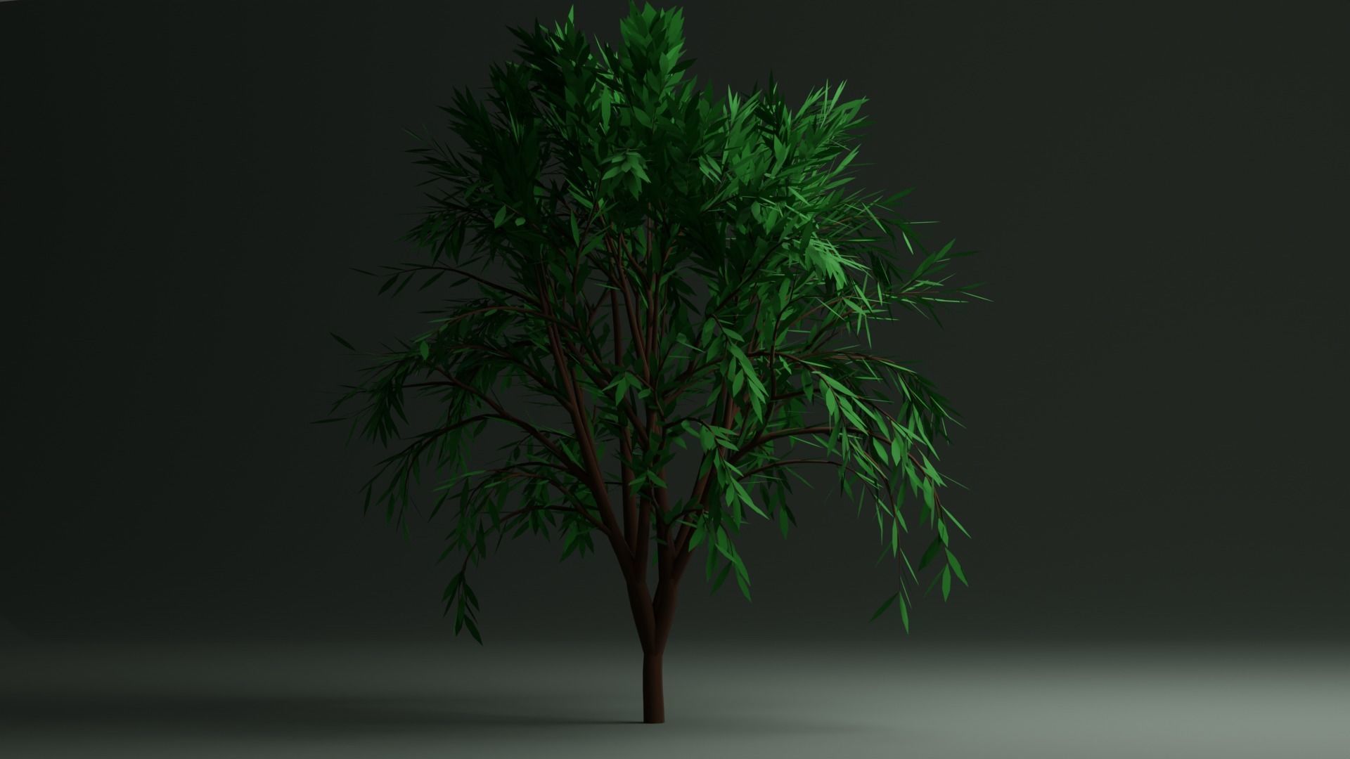 Callistemon Tree Free low-poly 3D model_2
