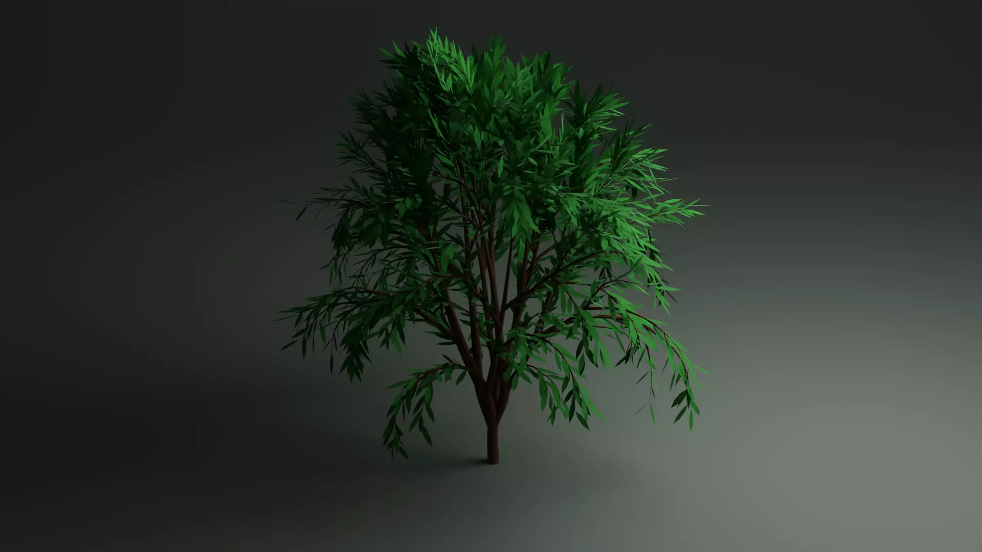 Callistemon Tree Free low-poly 3D model_0