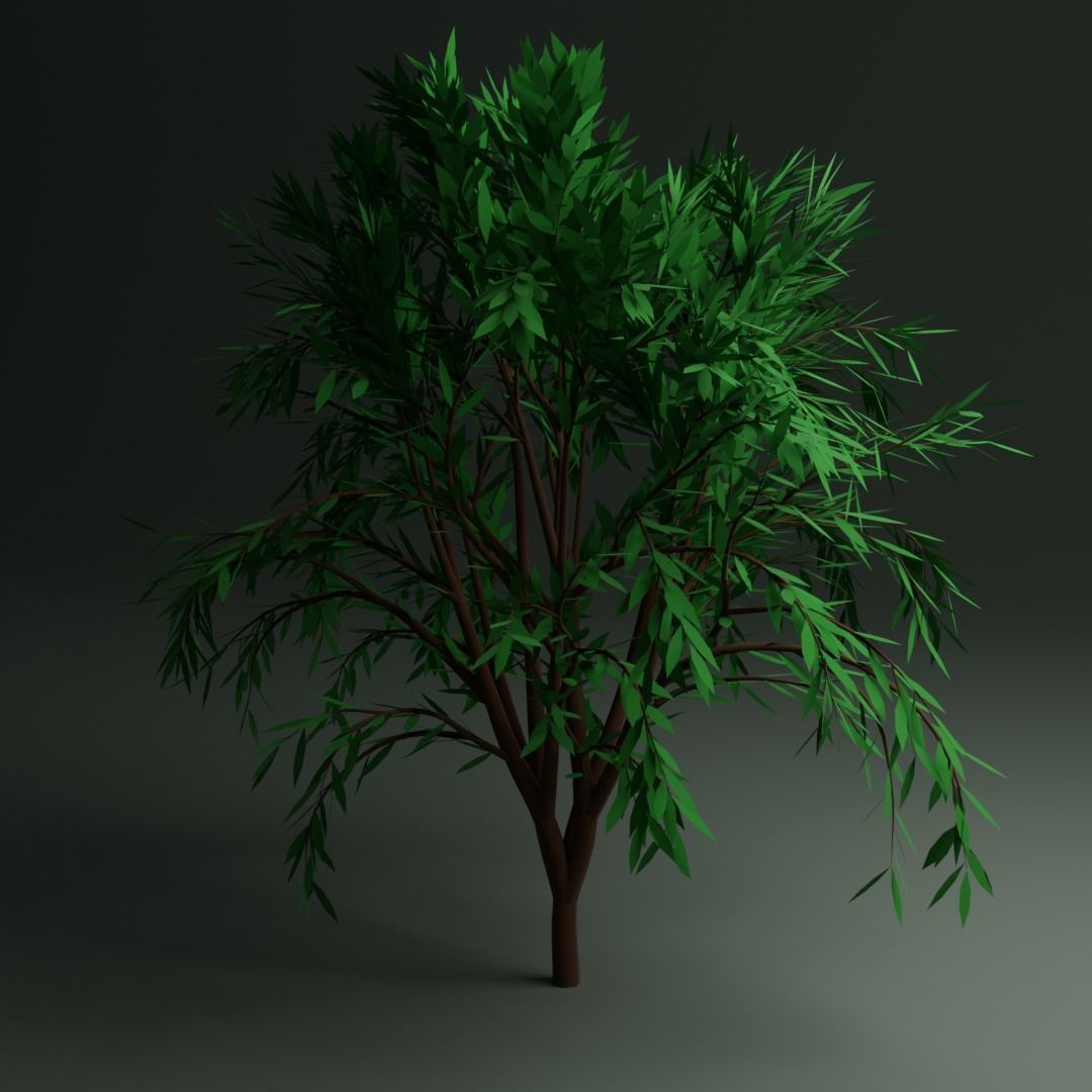 Callistemon Tree Free low-poly 3D model_4