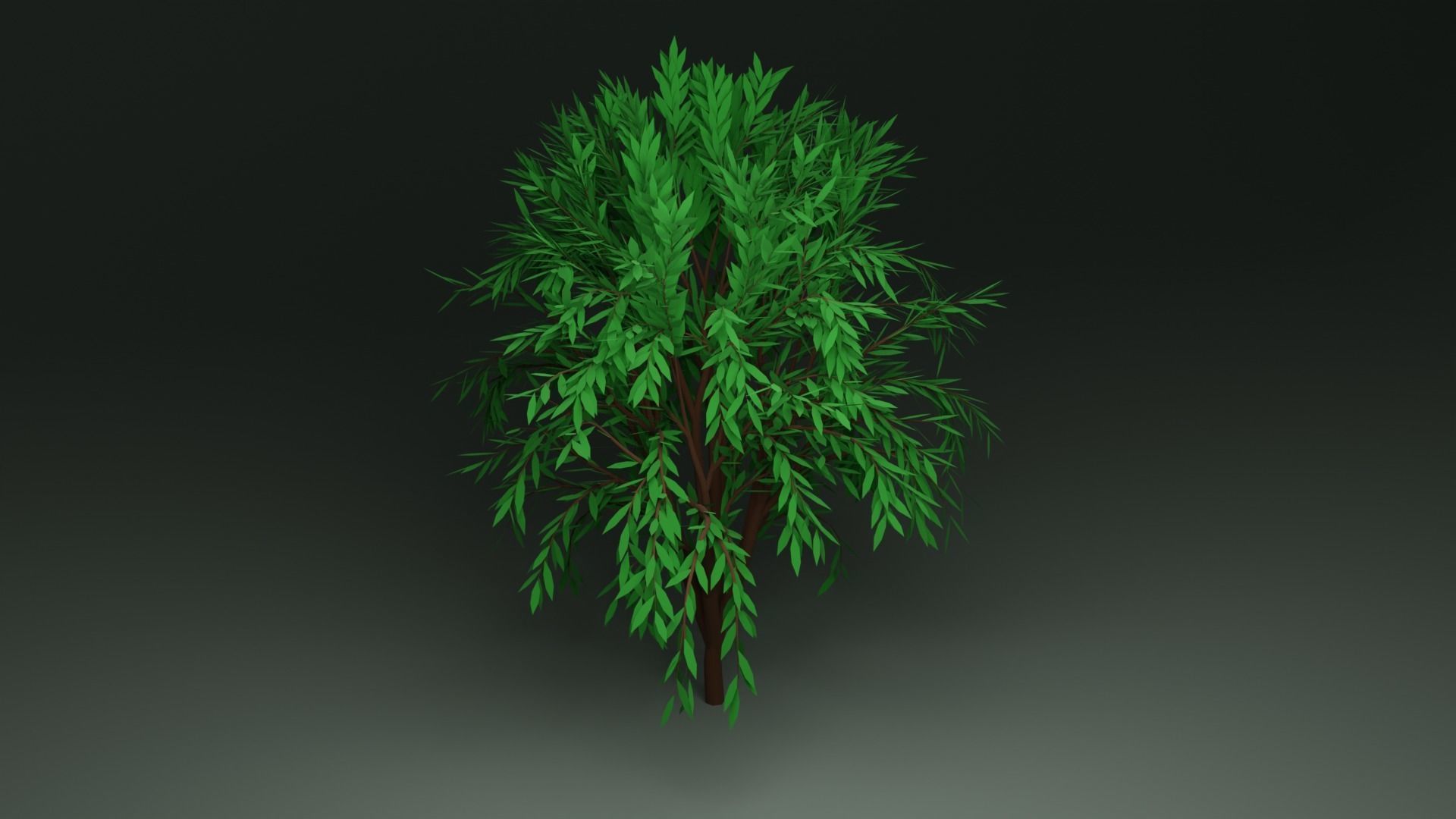 Callistemon Tree Free low-poly 3D model_1