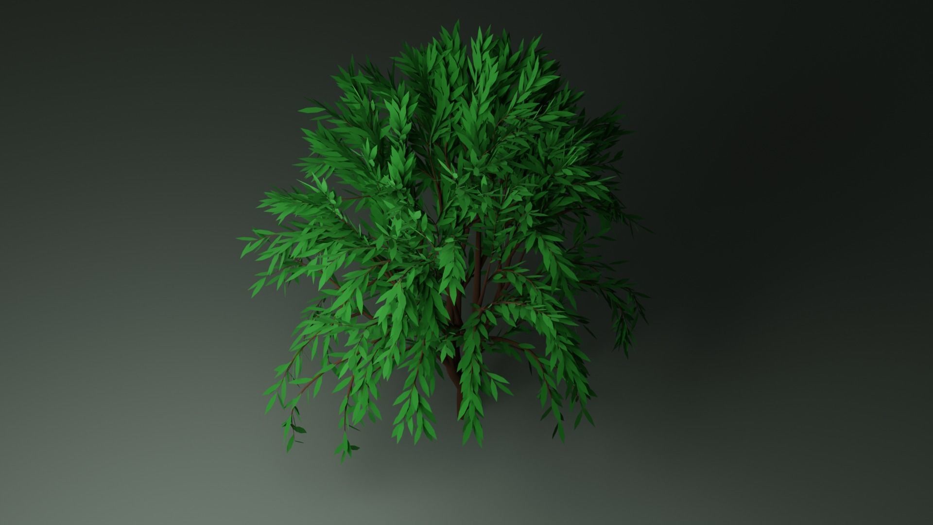 Callistemon Tree Free low-poly 3D model_3