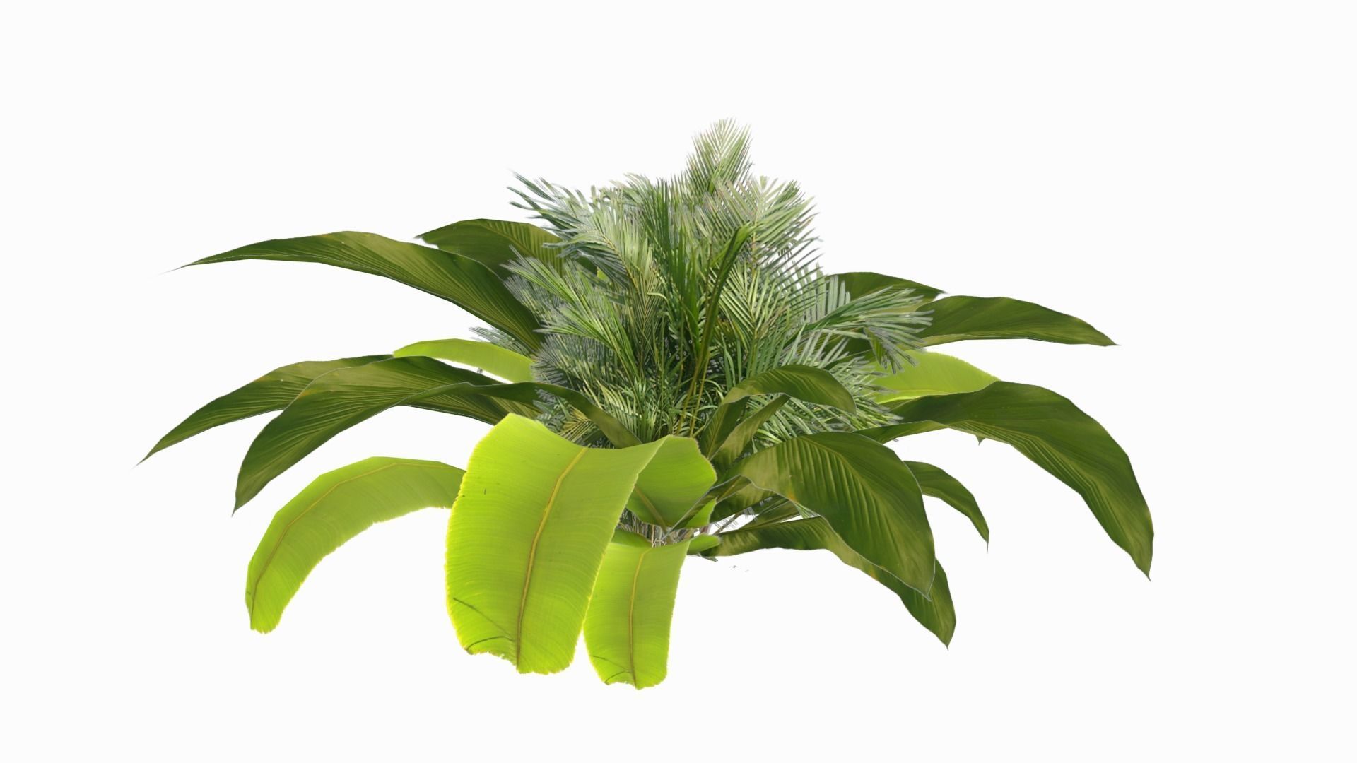 Banana Plant Low-poly 3D model_2