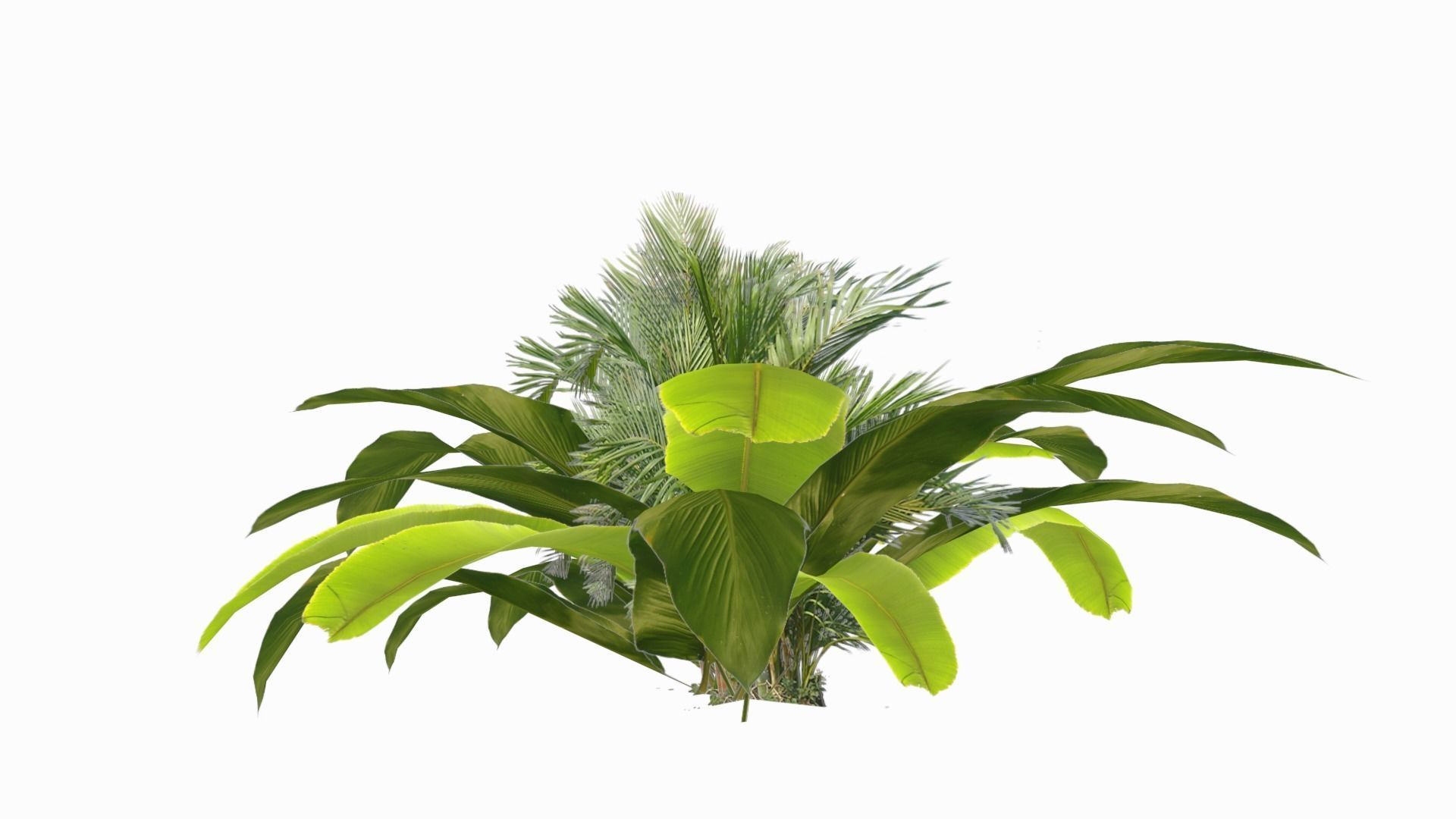 Banana Plant Low-poly 3D model_6