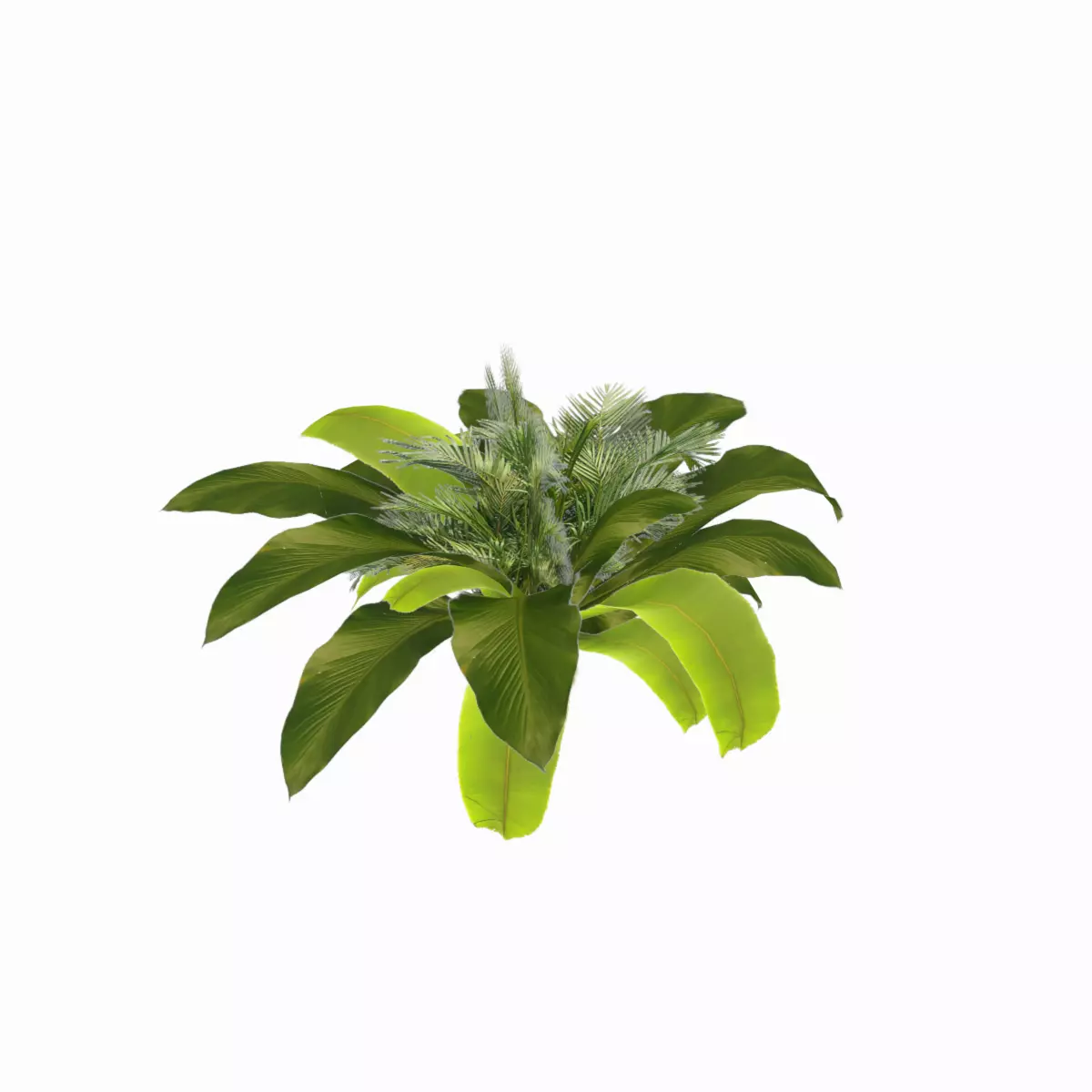 Banana Plant Low-poly 3D model_0