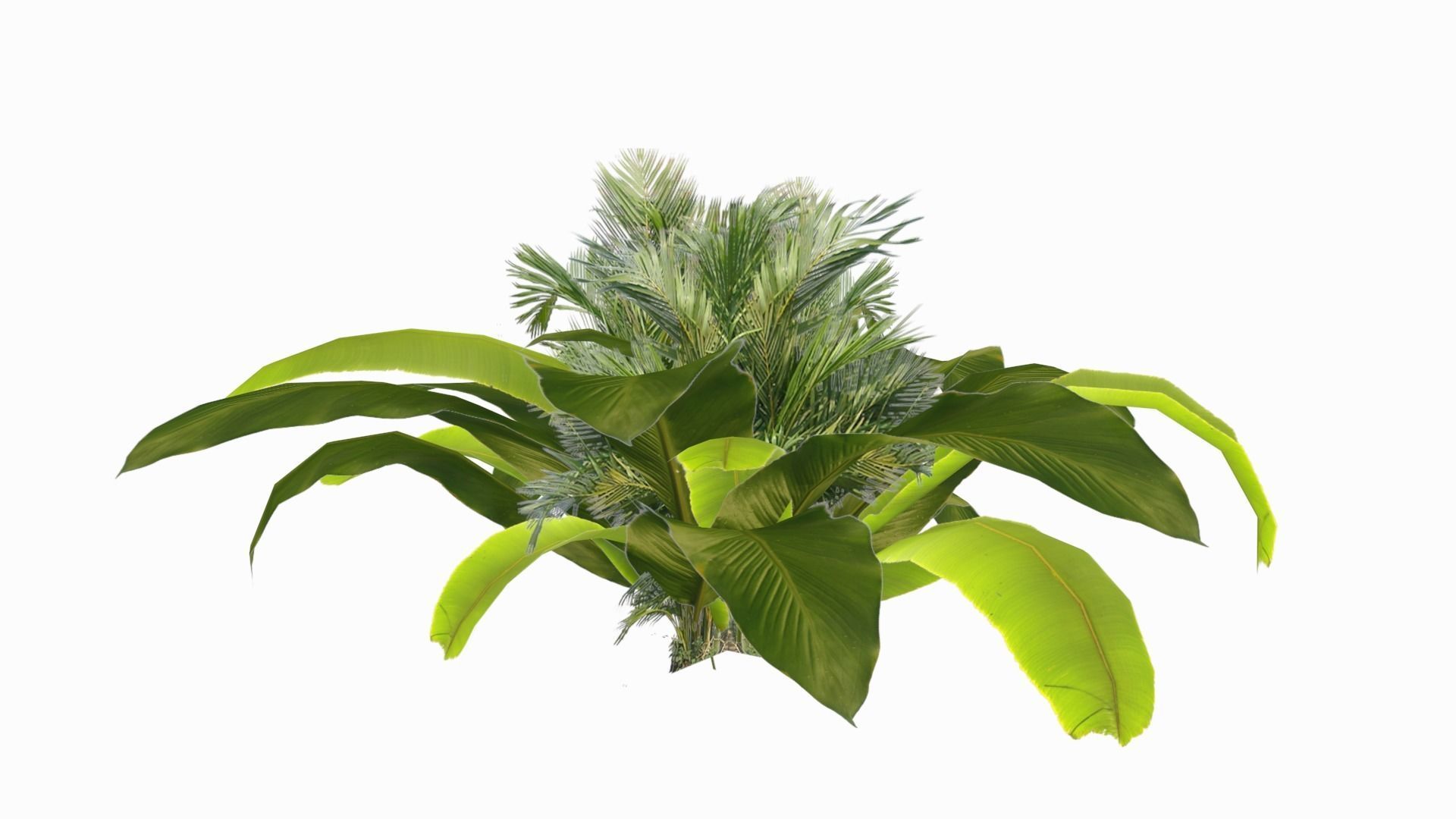 Banana Plant Low-poly 3D model_3