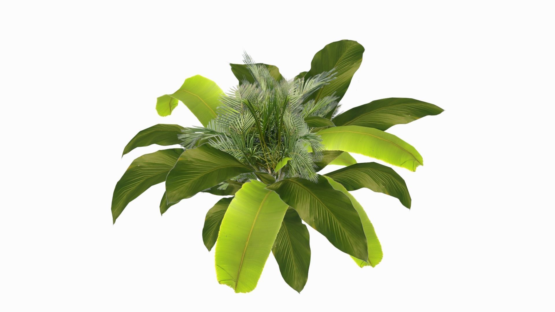 Banana Plant Low-poly 3D model_1