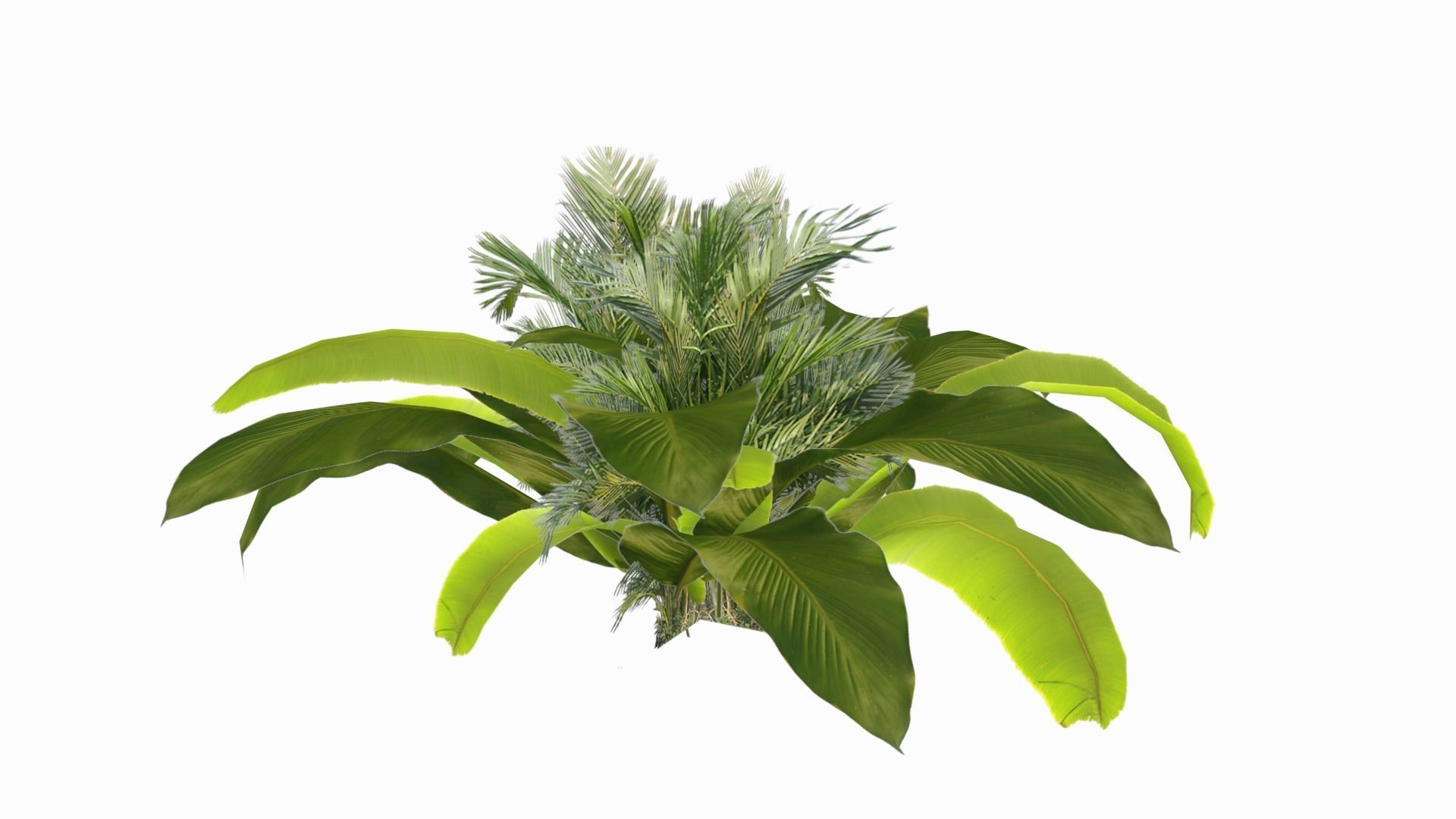 Banana Plant Low-poly 3D model_7