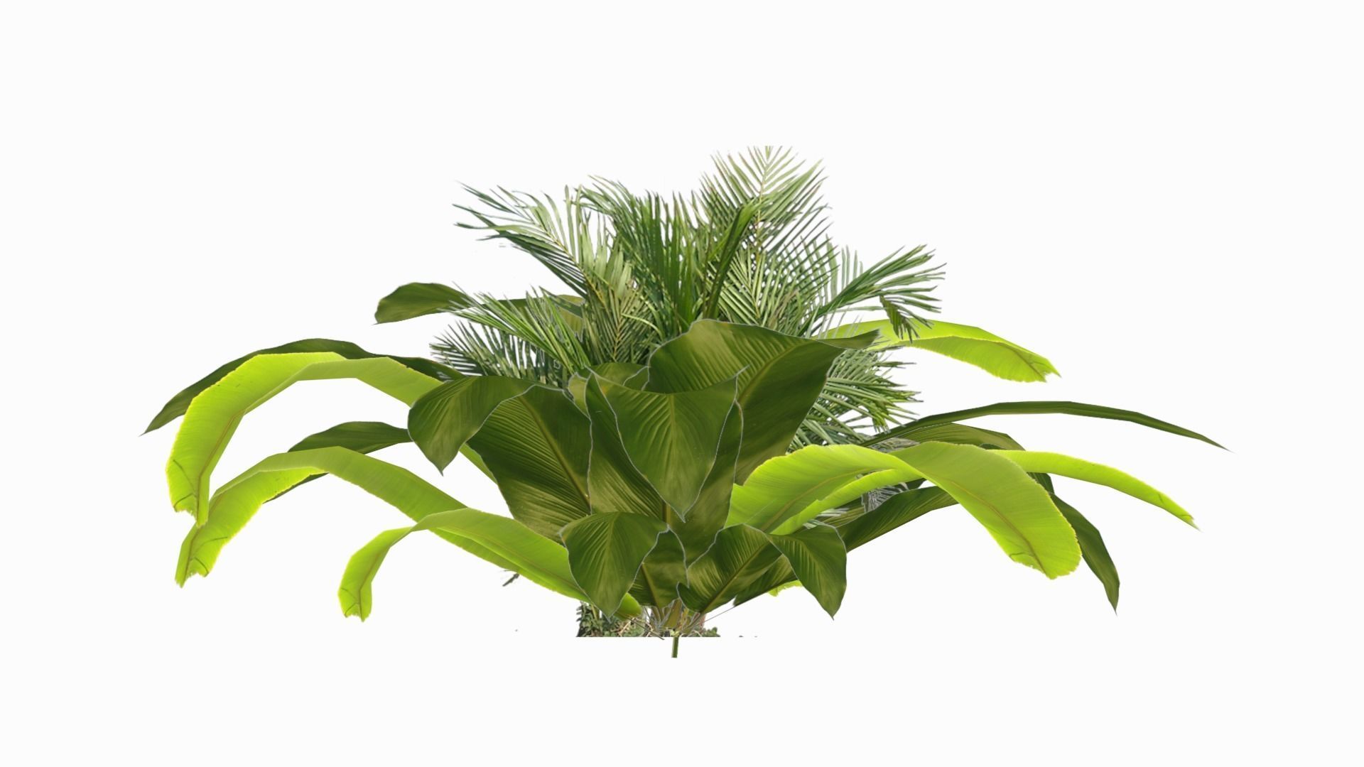 Banana Plant Low-poly 3D model_9