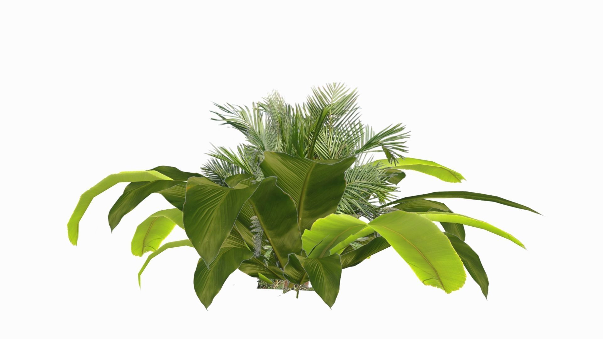 Banana Plant Low-poly 3D model_5