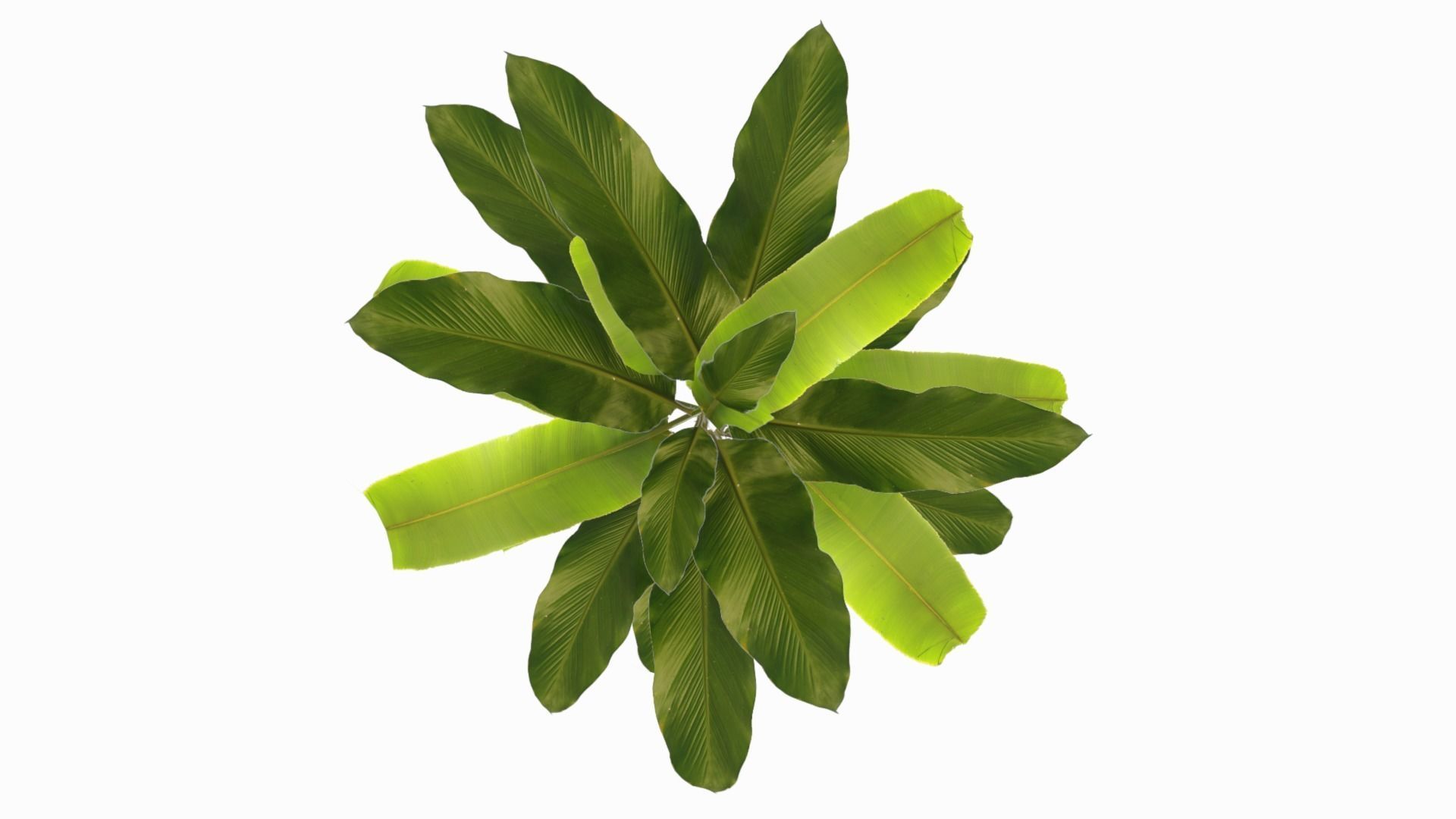 Banana Plant Low-poly 3D model_8