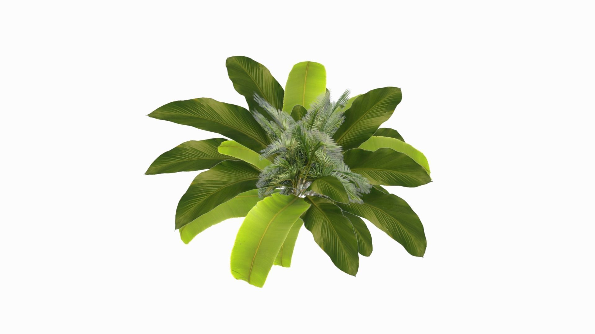 Banana Plant Low-poly 3D model_4