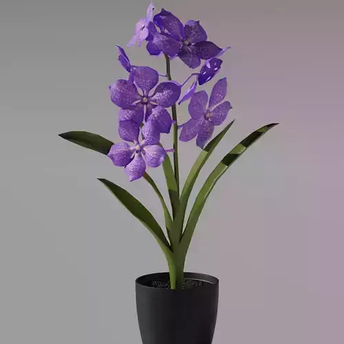 Vanda Orchid 