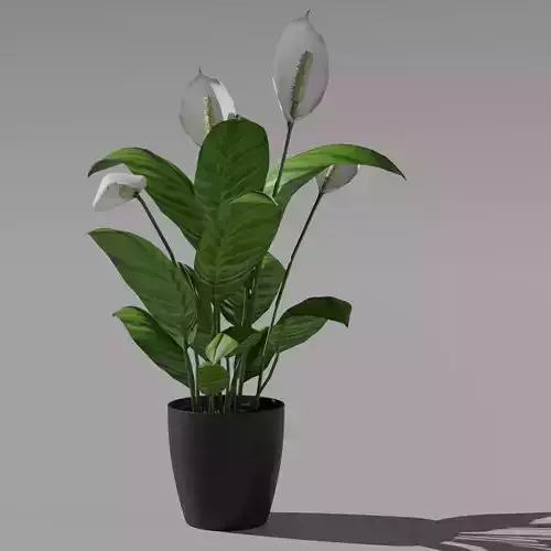 Peace Lily