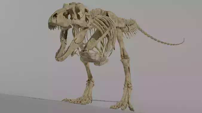 Tyrannosaurus Rex Fossil