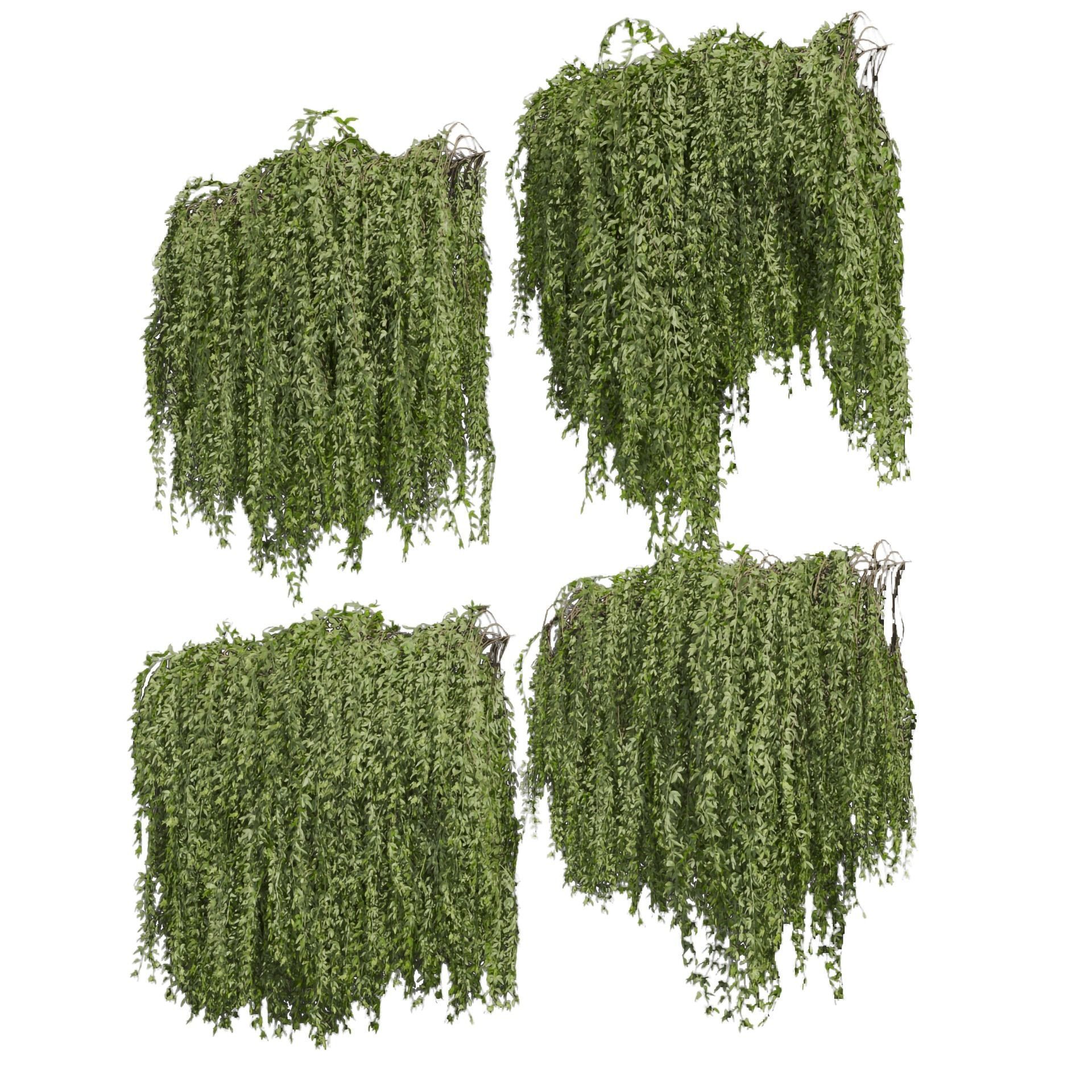 Collection plant vol 486 - outdoor - leaf - fitowall - ivy 3D model_3