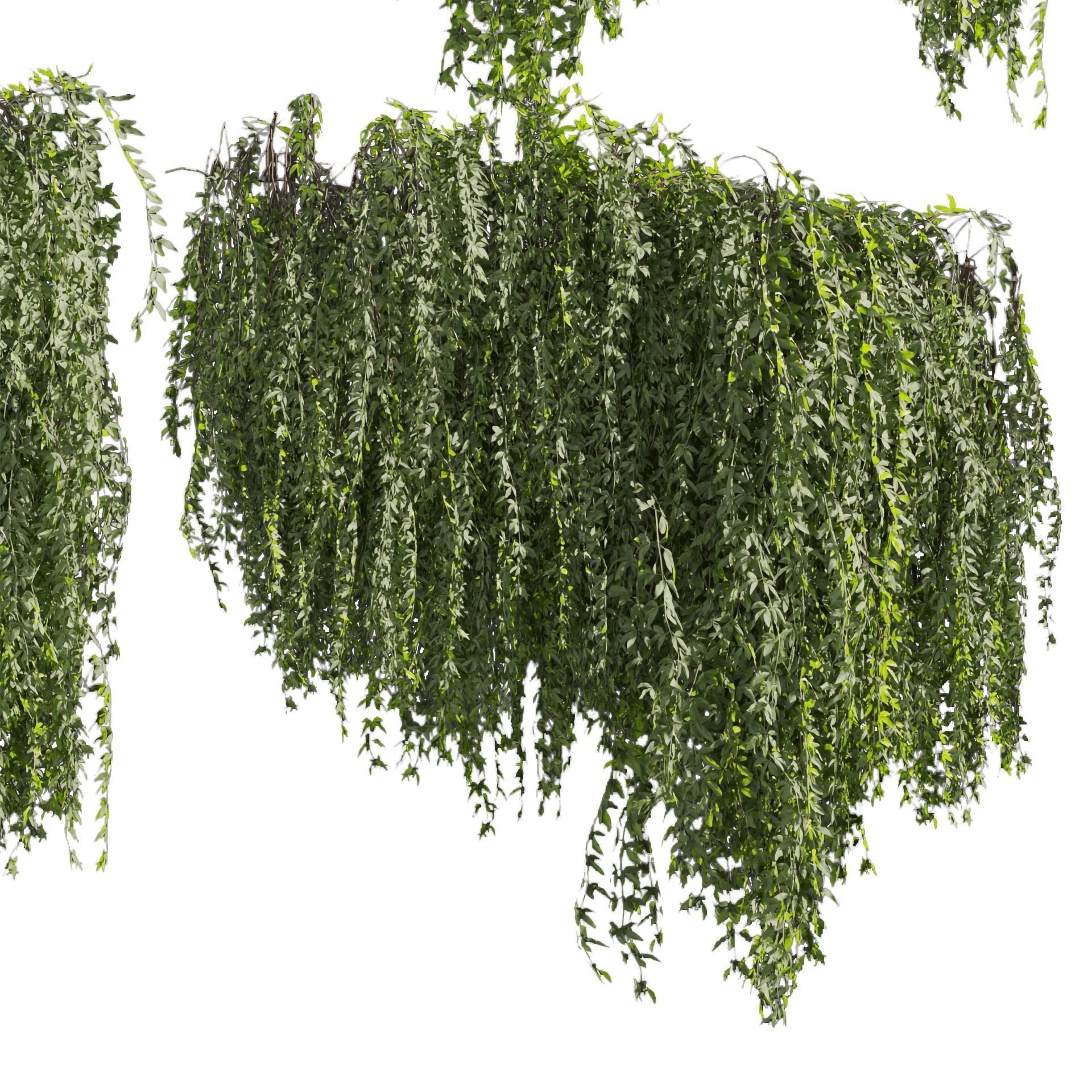 Collection plant vol 486 - outdoor - leaf - fitowall - ivy 3D model_2