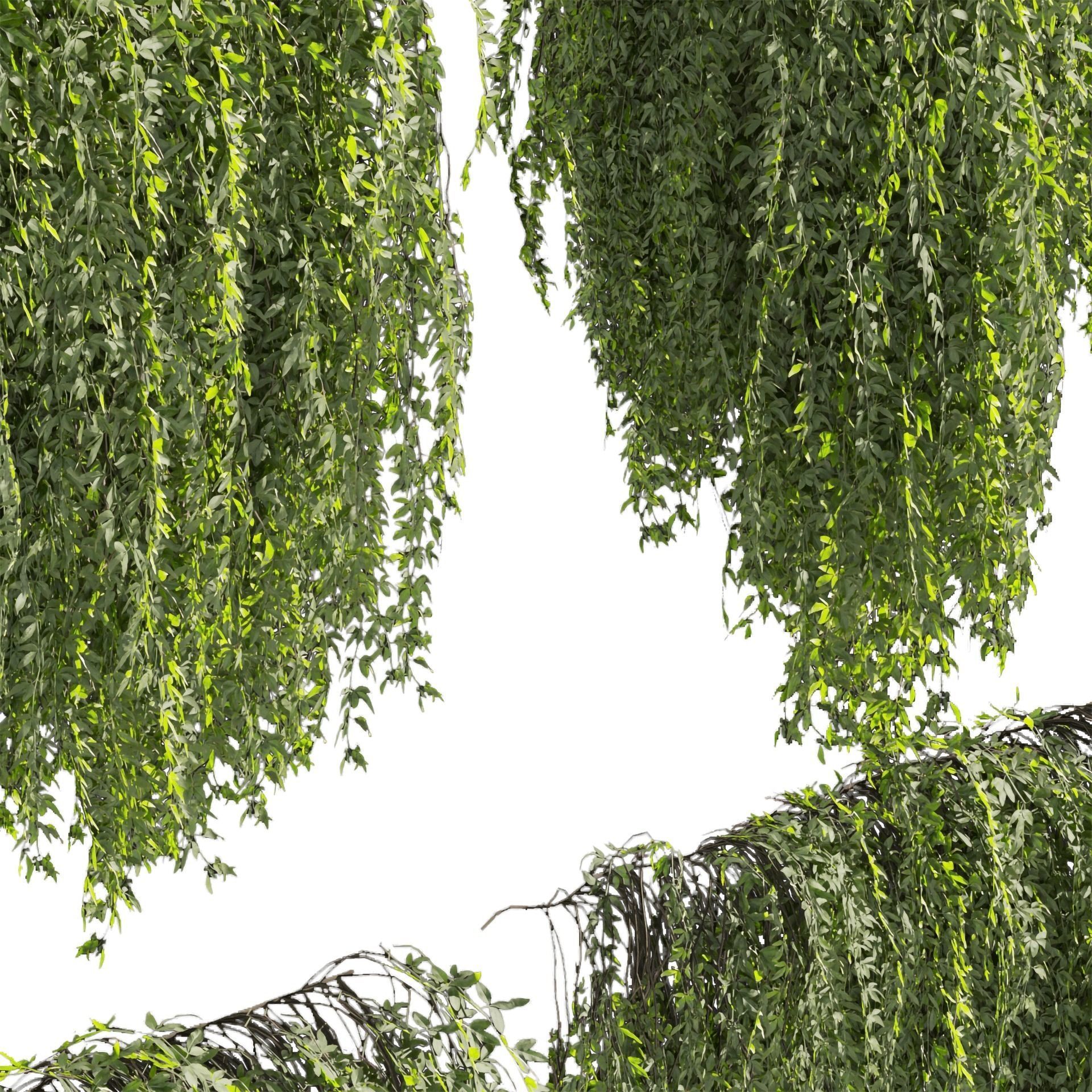 Collection plant vol 486 - outdoor - leaf - fitowall - ivy 3D model_1