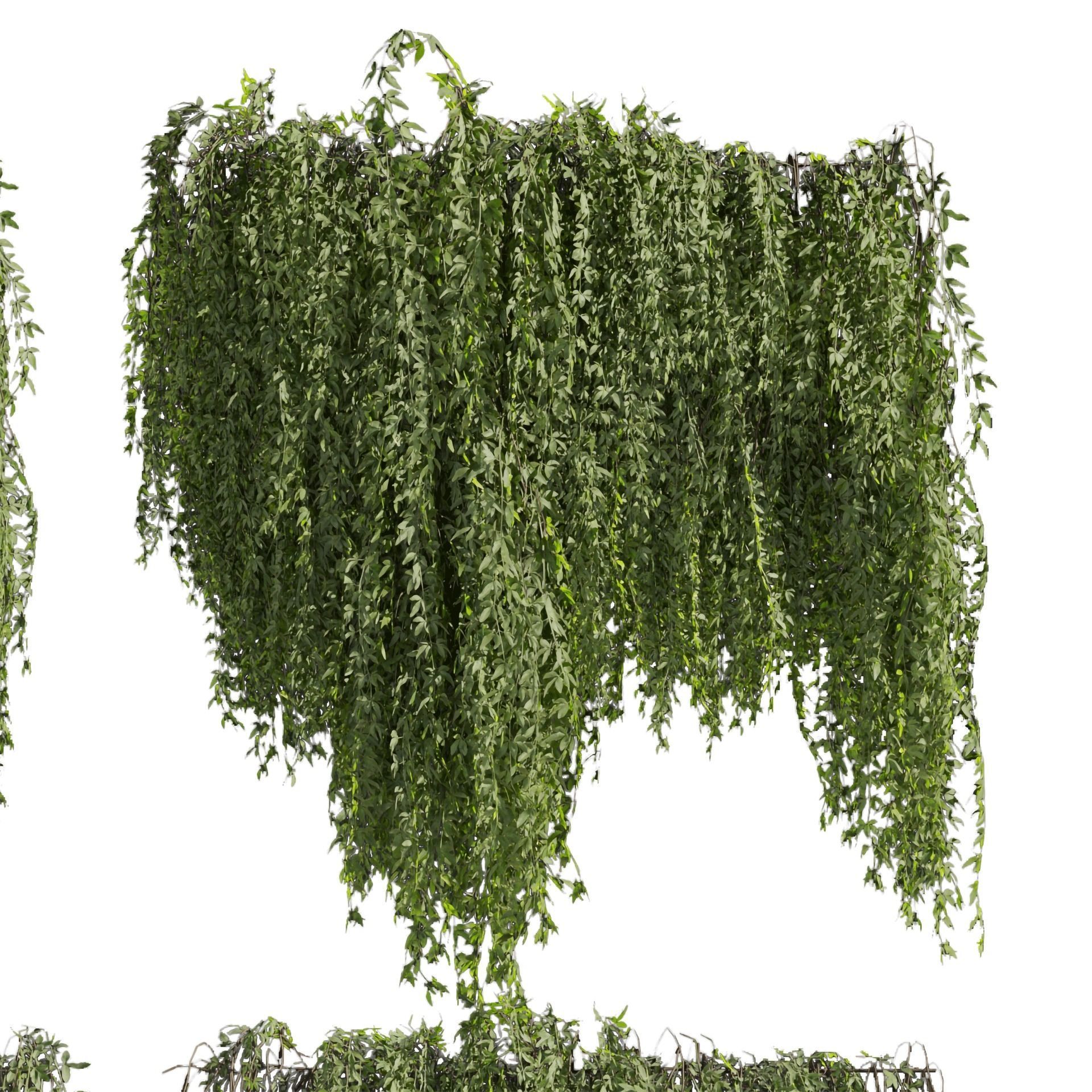 Collection plant vol 486 - outdoor - leaf - fitowall - ivy 3D model_4