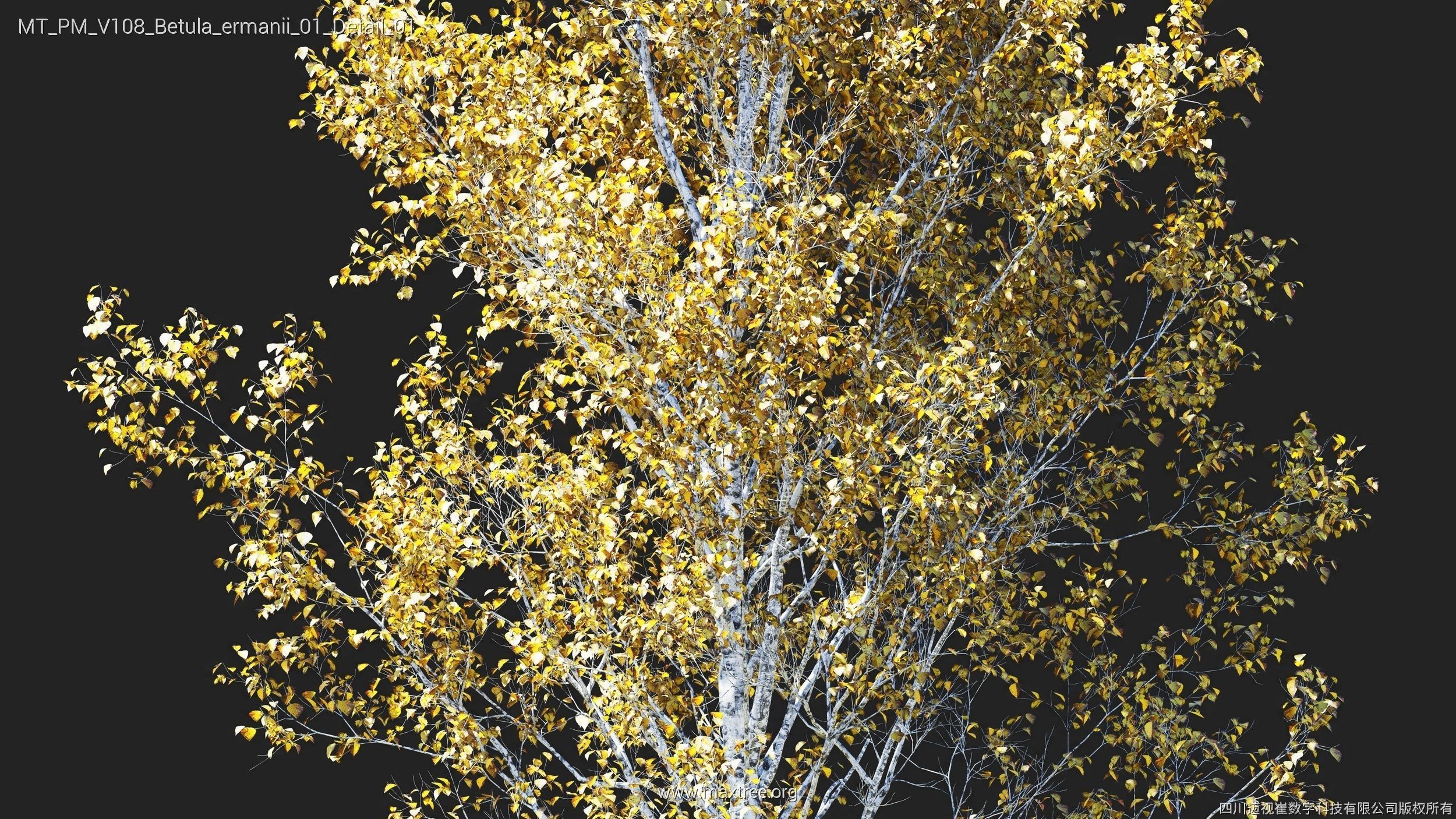 Maxtree Plant Models Vol 108 - Mesh 3D model_35