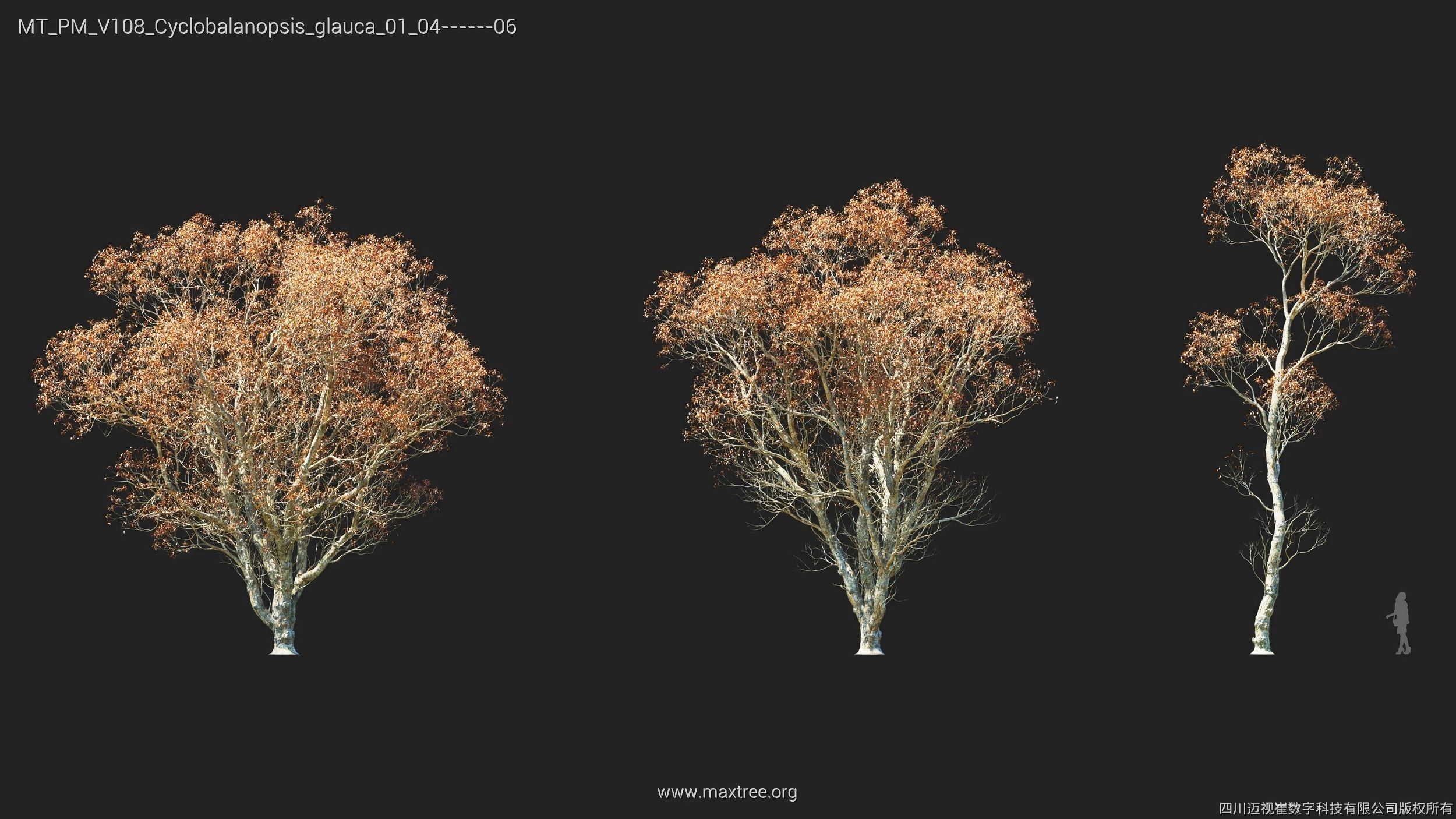 Maxtree Plant Models Vol 108 - Mesh 3D model_20