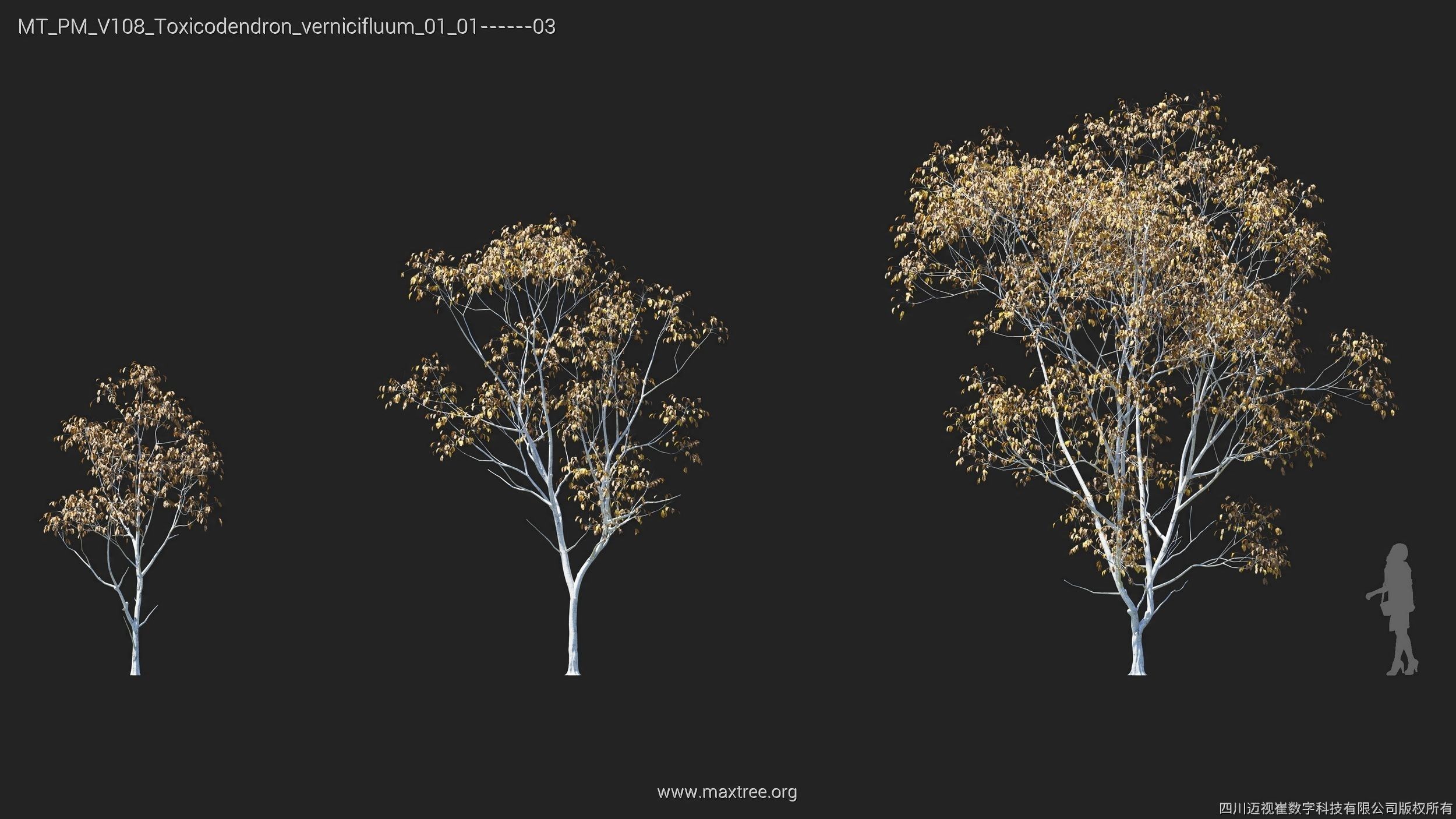 Maxtree Plant Models Vol 108 - Mesh 3D model_8