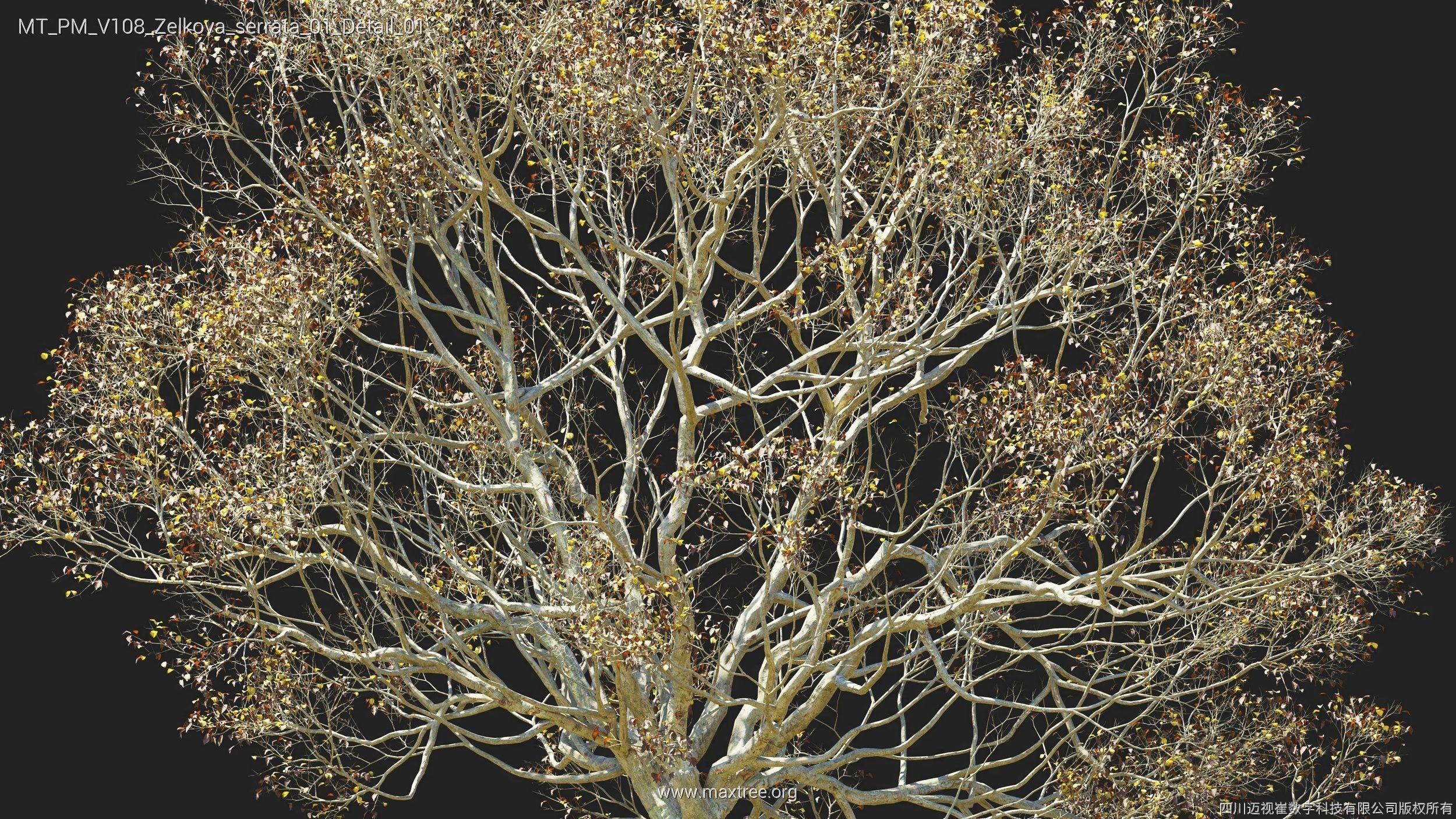 Maxtree Plant Models Vol 108 - Mesh 3D model_41