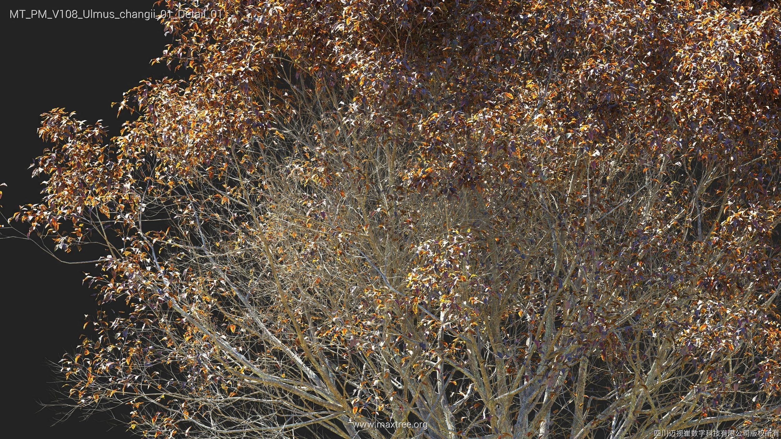 Maxtree Plant Models Vol 108 - Mesh 3D model_36