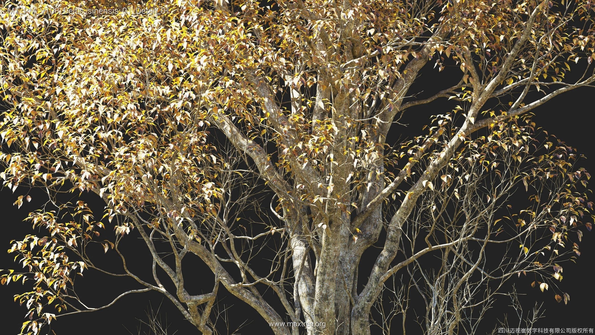 Maxtree Plant Models Vol 108 - Mesh 3D model_39