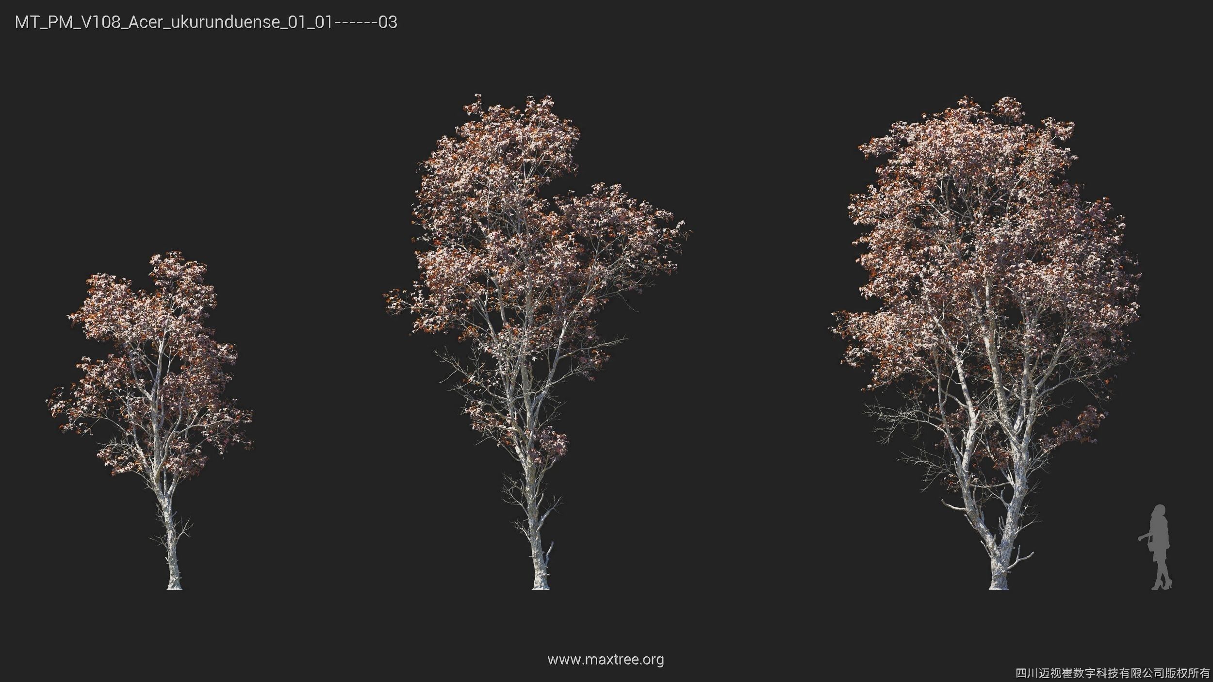 Maxtree Plant Models Vol 108 - Mesh 3D model_14