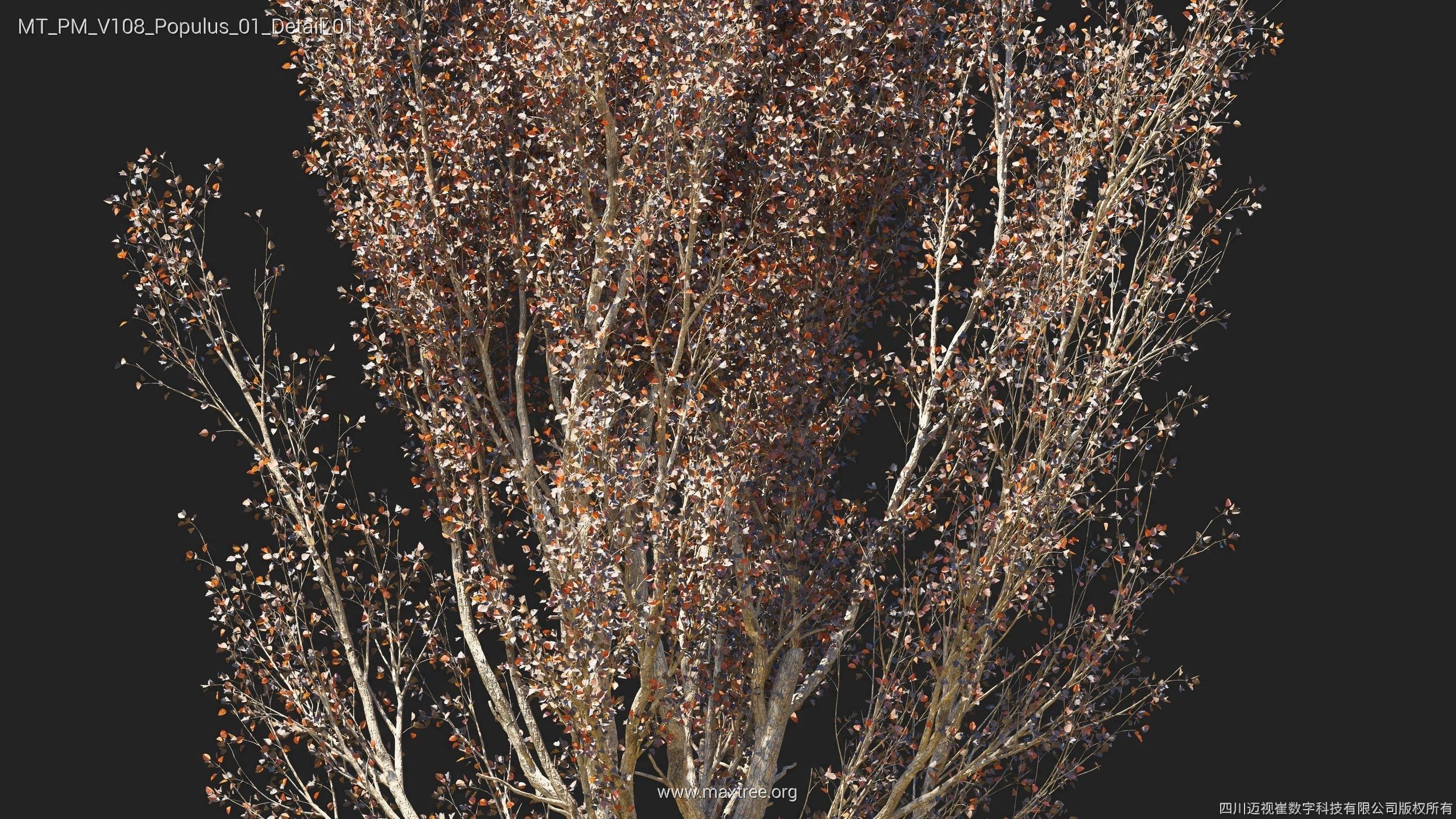 Maxtree Plant Models Vol 108 - Mesh 3D model_30