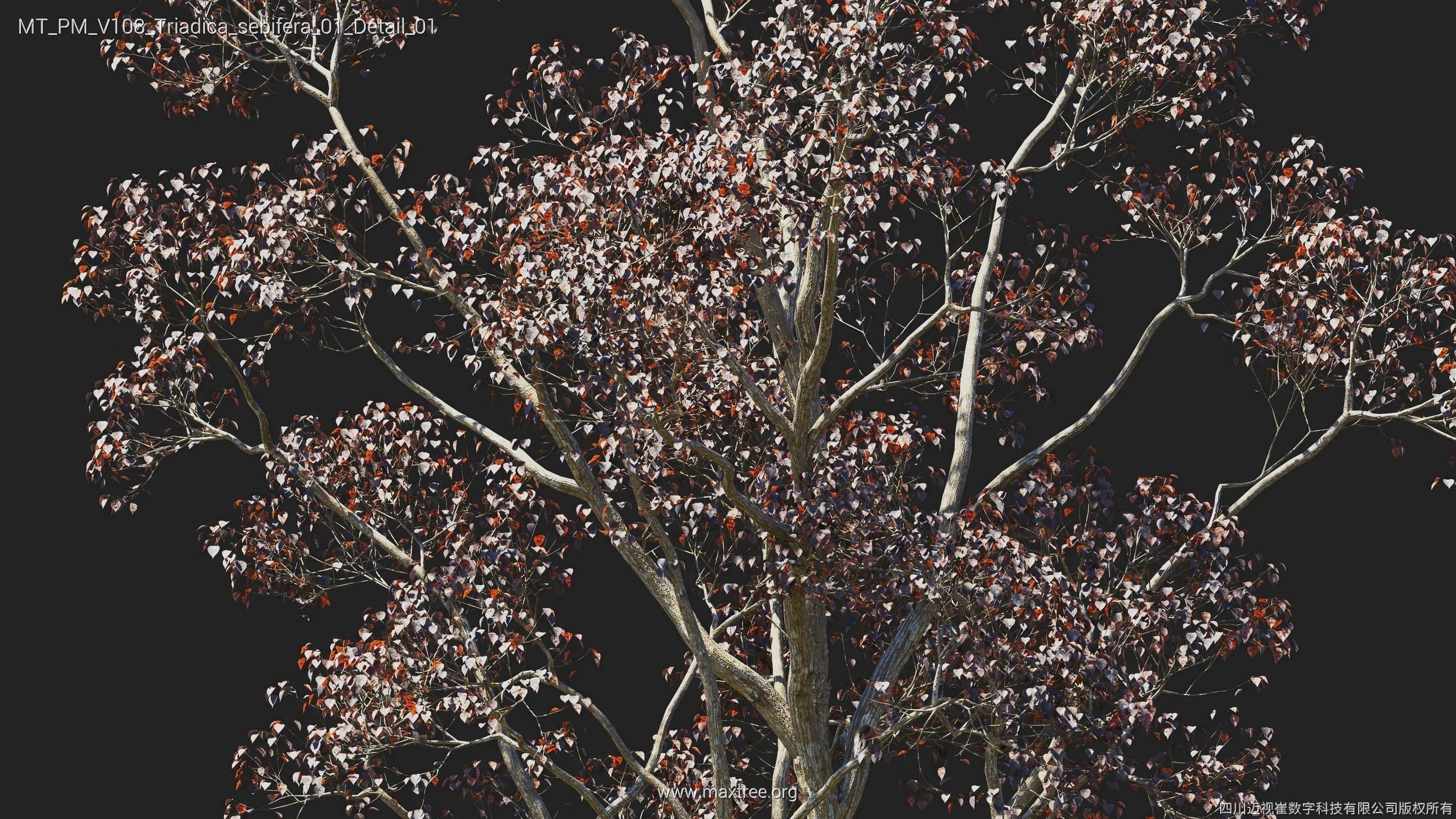 Maxtree Plant Models Vol 108 - Mesh 3D model_29