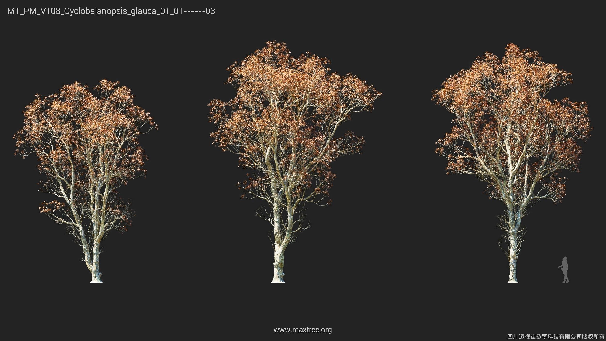 Maxtree Plant Models Vol 108 - Mesh 3D model_24