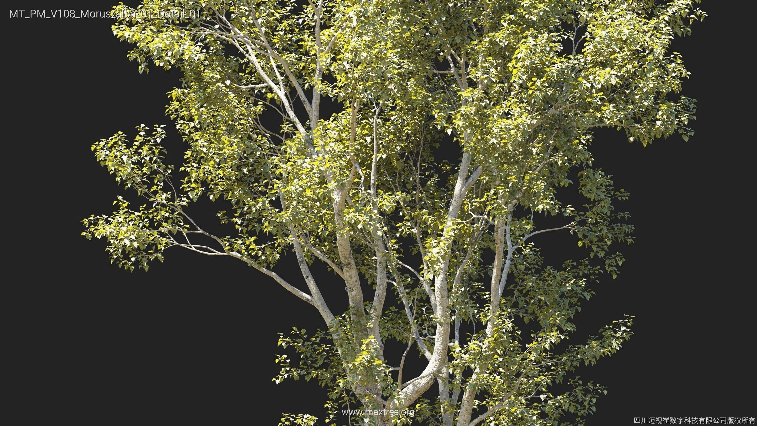 Maxtree Plant Models Vol 108 - Mesh 3D model_31