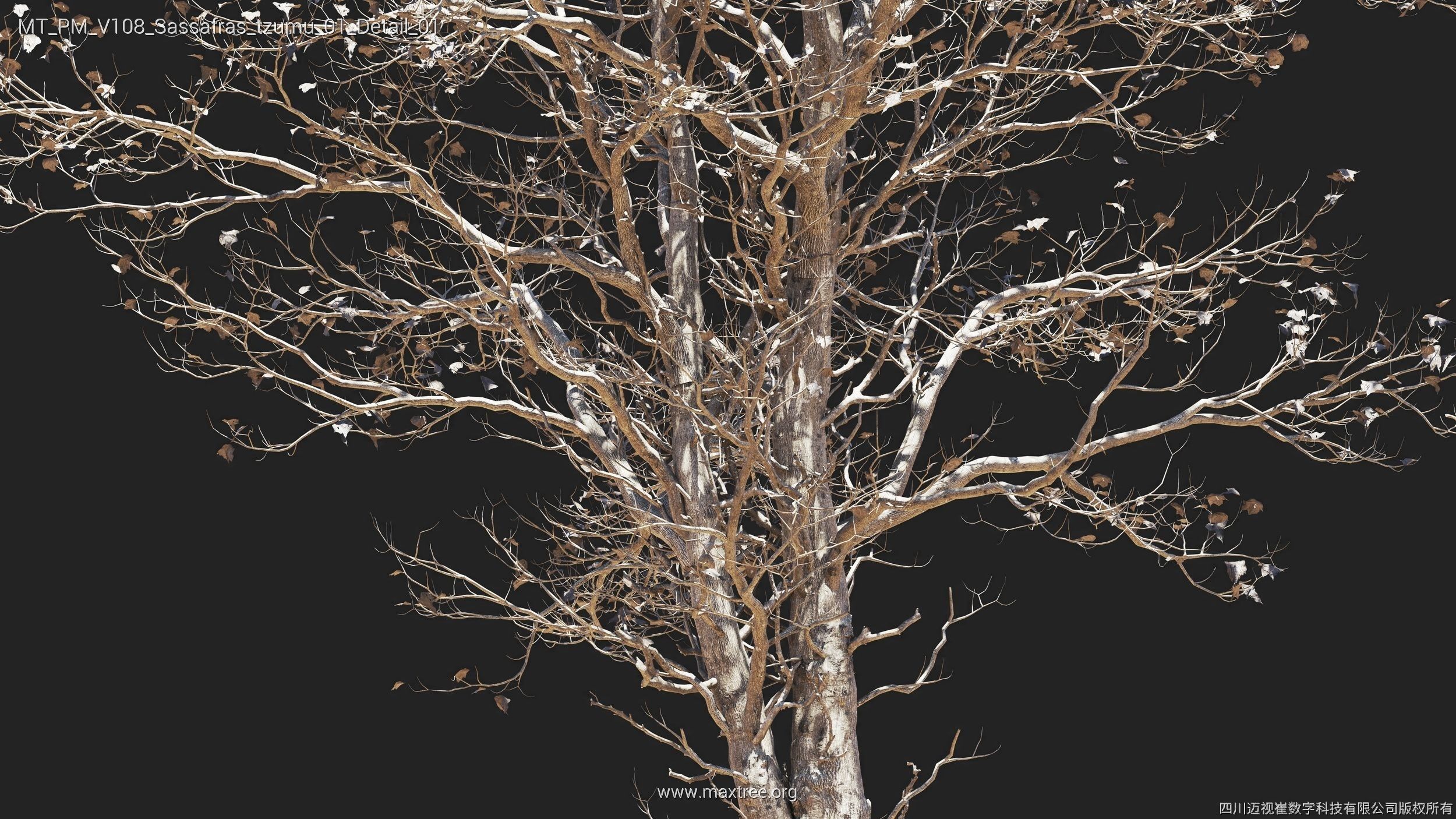 Maxtree Plant Models Vol 108 - Mesh 3D model_28