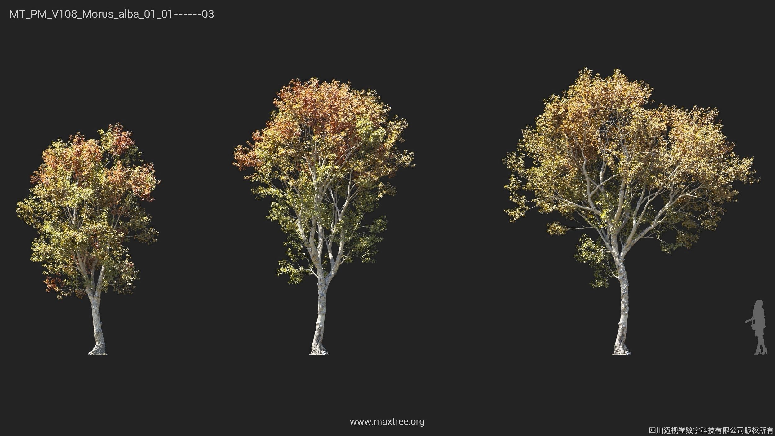 Maxtree Plant Models Vol 108 - Mesh 3D model_13