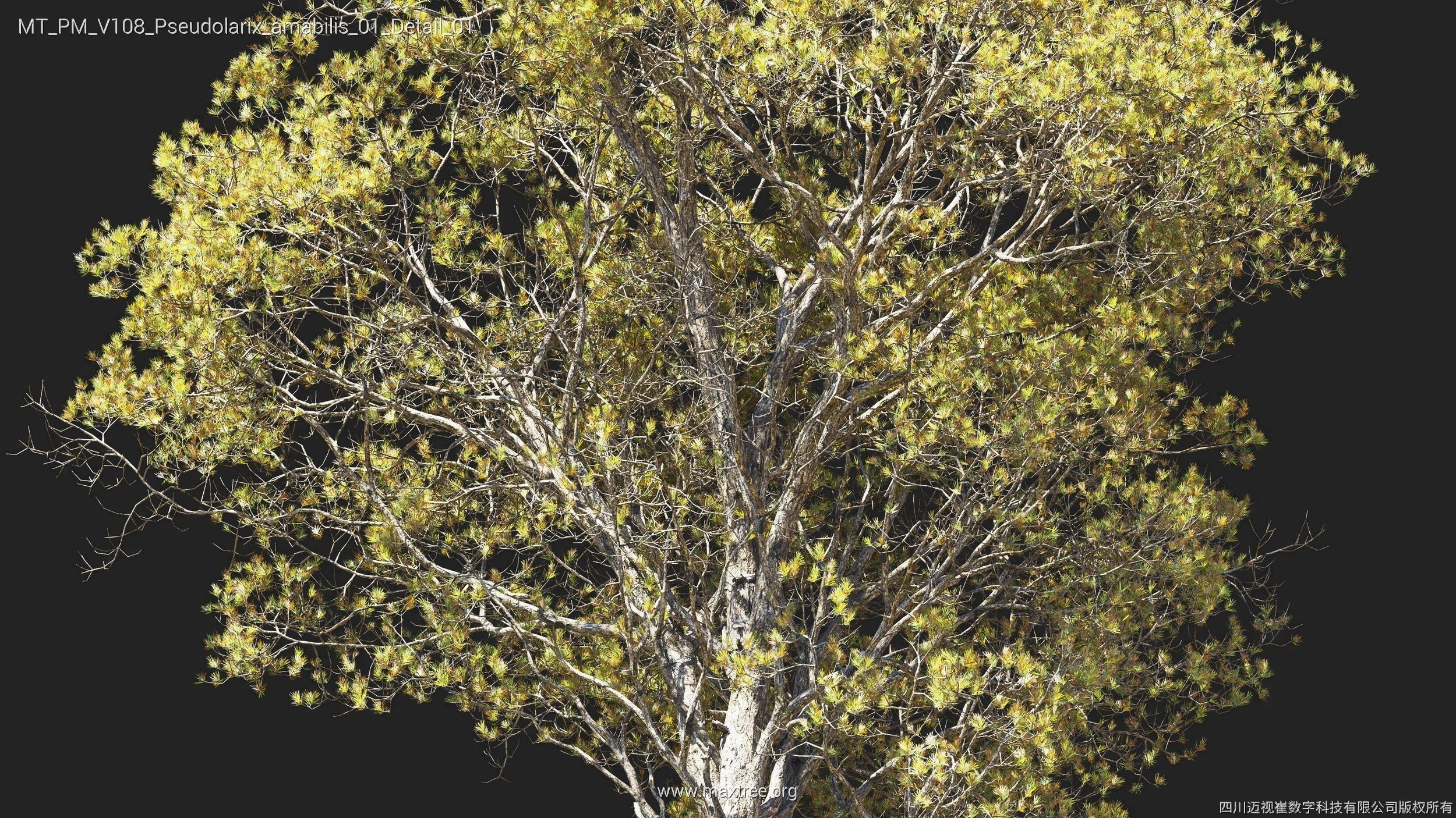 Maxtree Plant Models Vol 108 - Mesh 3D model_38