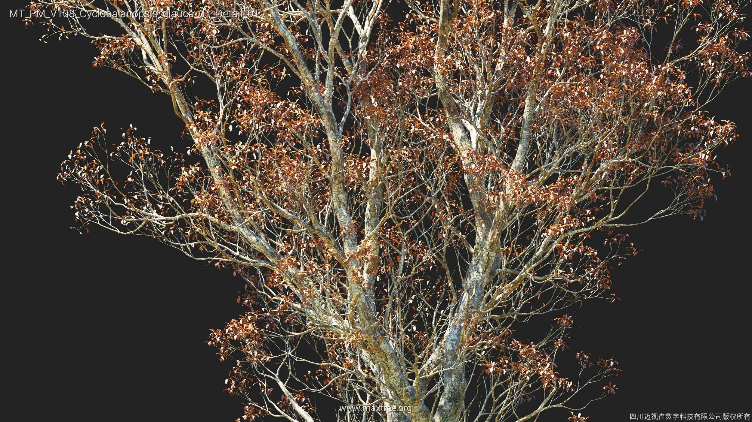 Maxtree Plant Models Vol 108 - Mesh 3D model_33