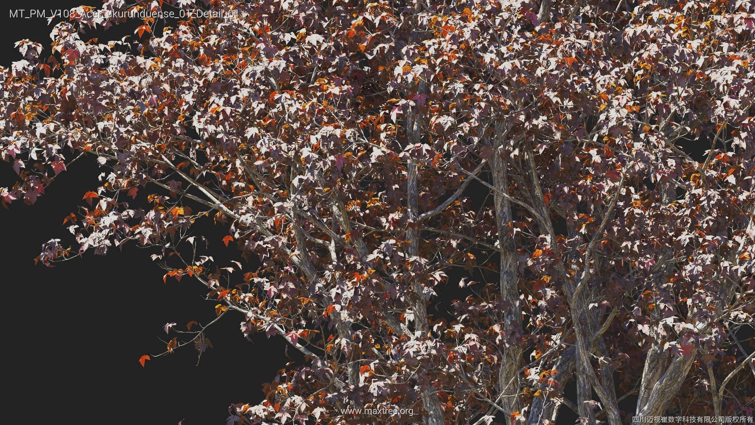 Maxtree Plant Models Vol 108 - Mesh 3D model_40