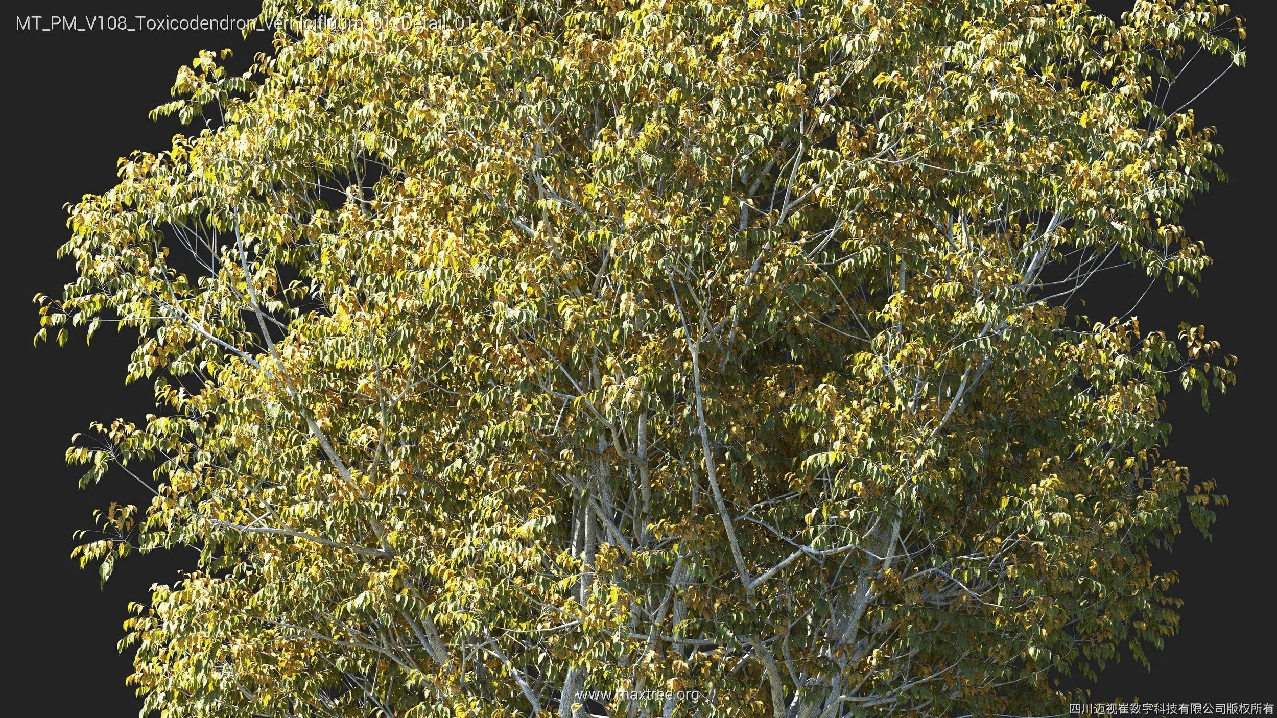 Maxtree Plant Models Vol 108 - Mesh 3D model_34