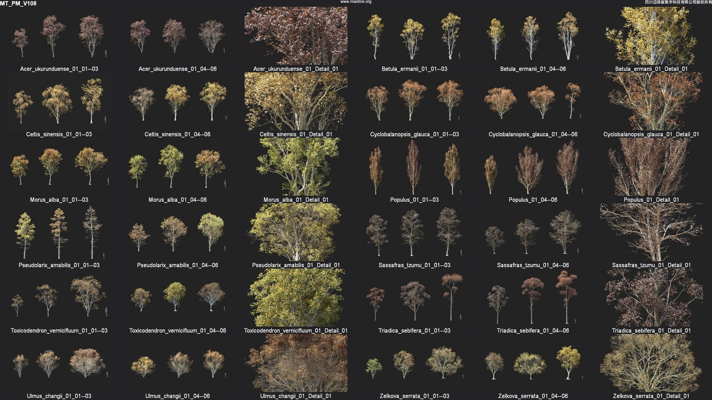 Maxtree Plant Models Vol 108 - Mesh 3D model_5