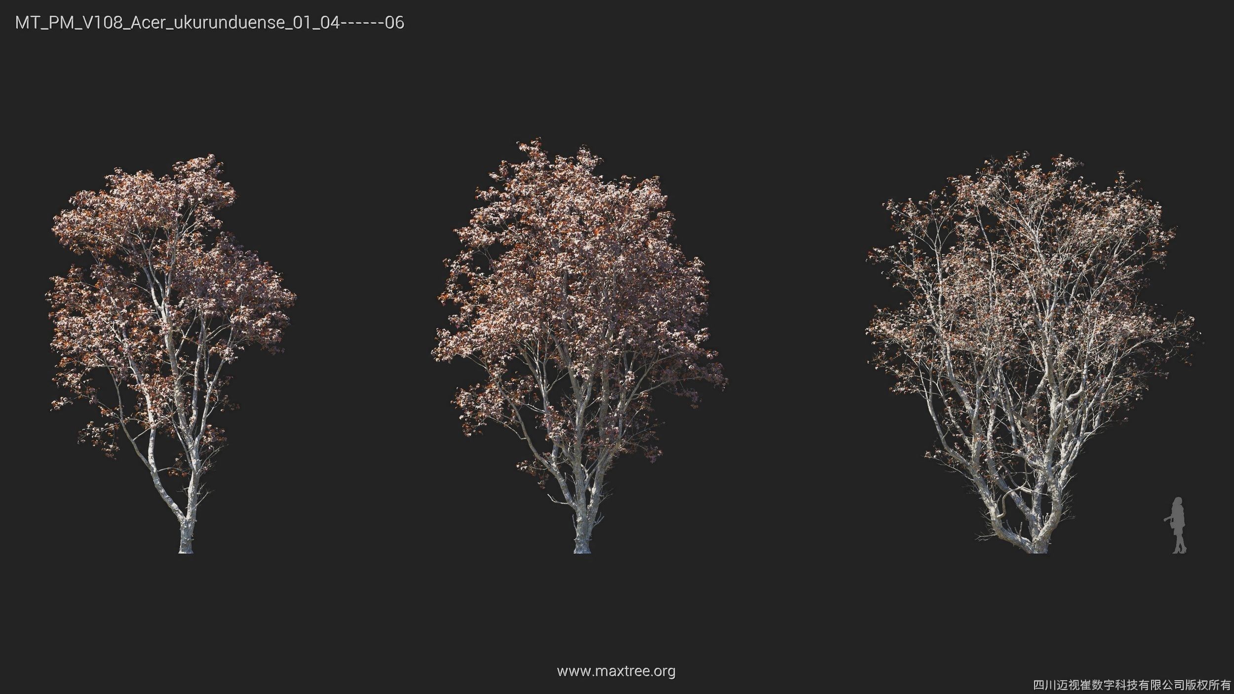 Maxtree Plant Models Vol 108 - Mesh 3D model_15