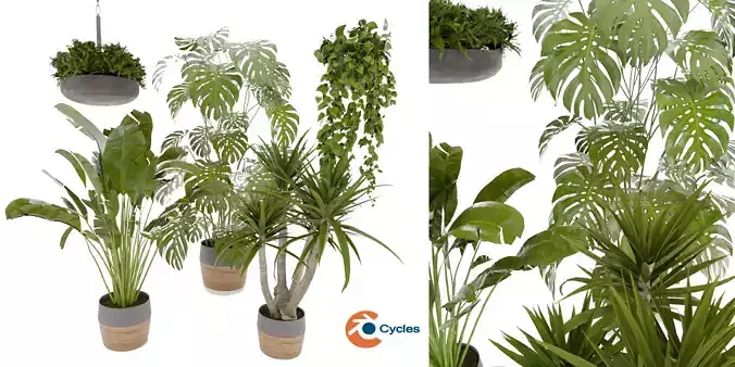 Collection plant vol 489 - hanging- palm - blender model