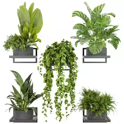 Collection plant vol 490 - hanging- palm - banana - monstera