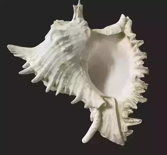 Sea shell